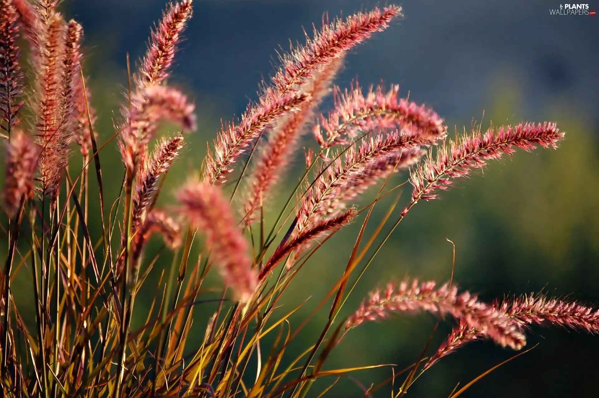 grass, Ears, dry