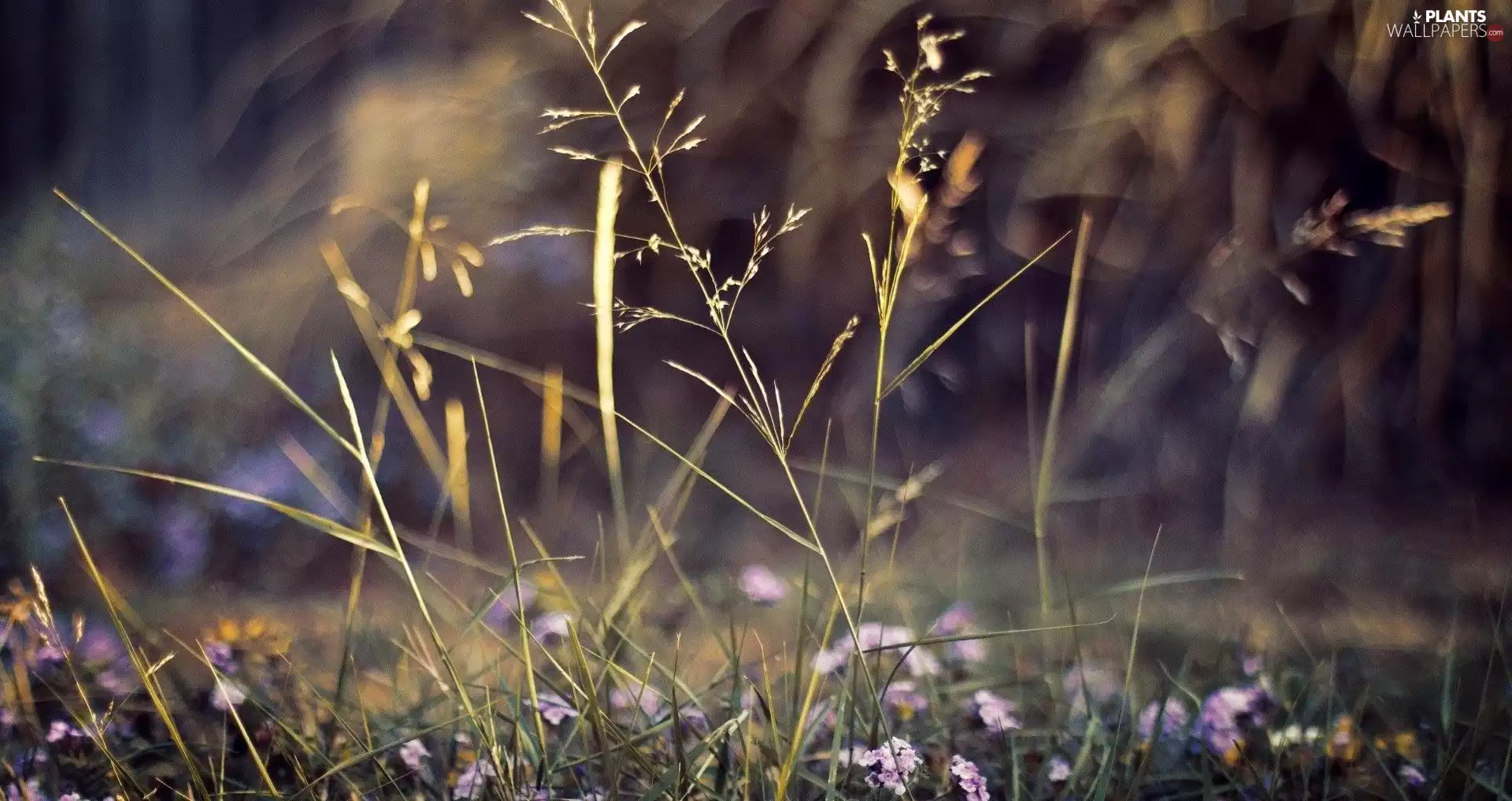 dry, Wildflowers, Flowers, grass
