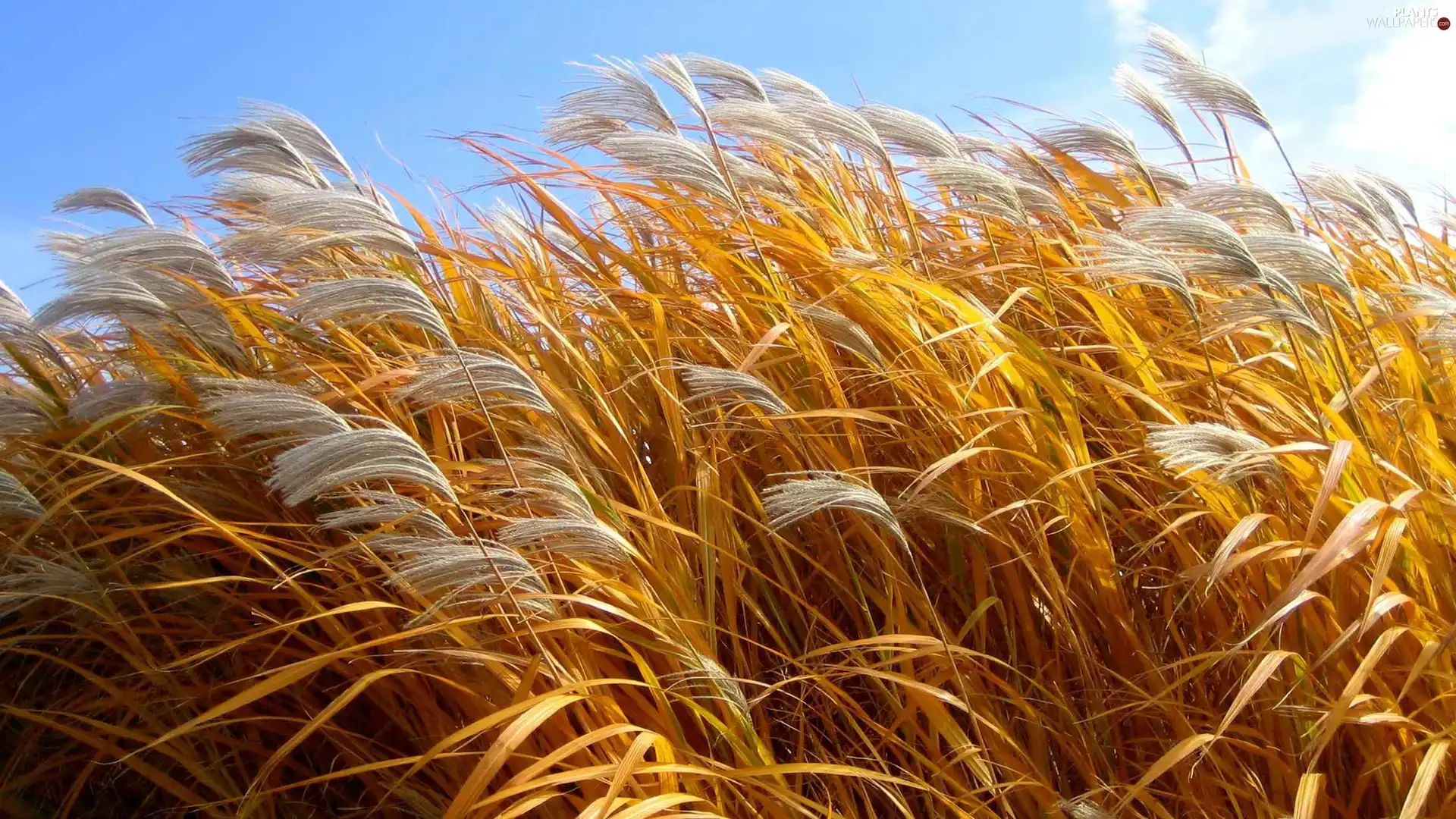 grass, high, dry