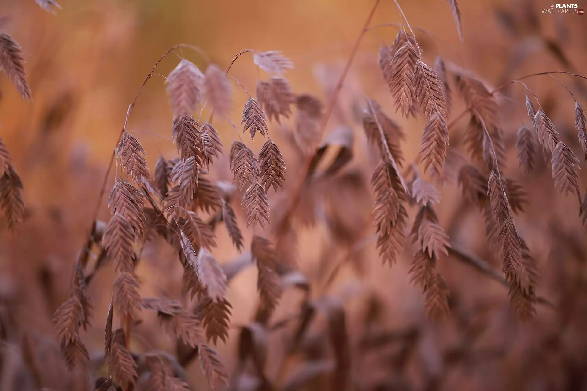 dry, blades, rapprochement, grass