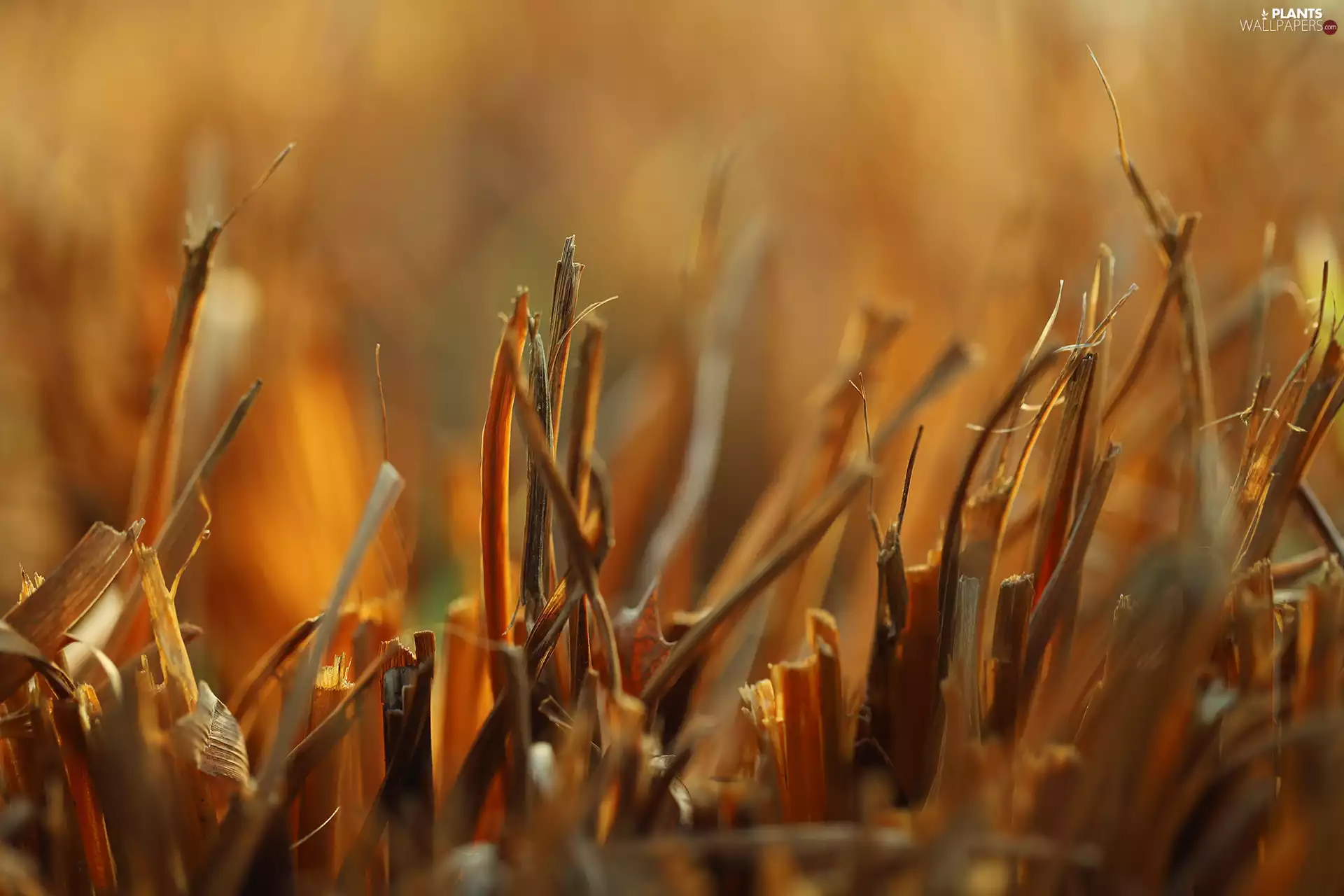 grass, rapprochement, dry