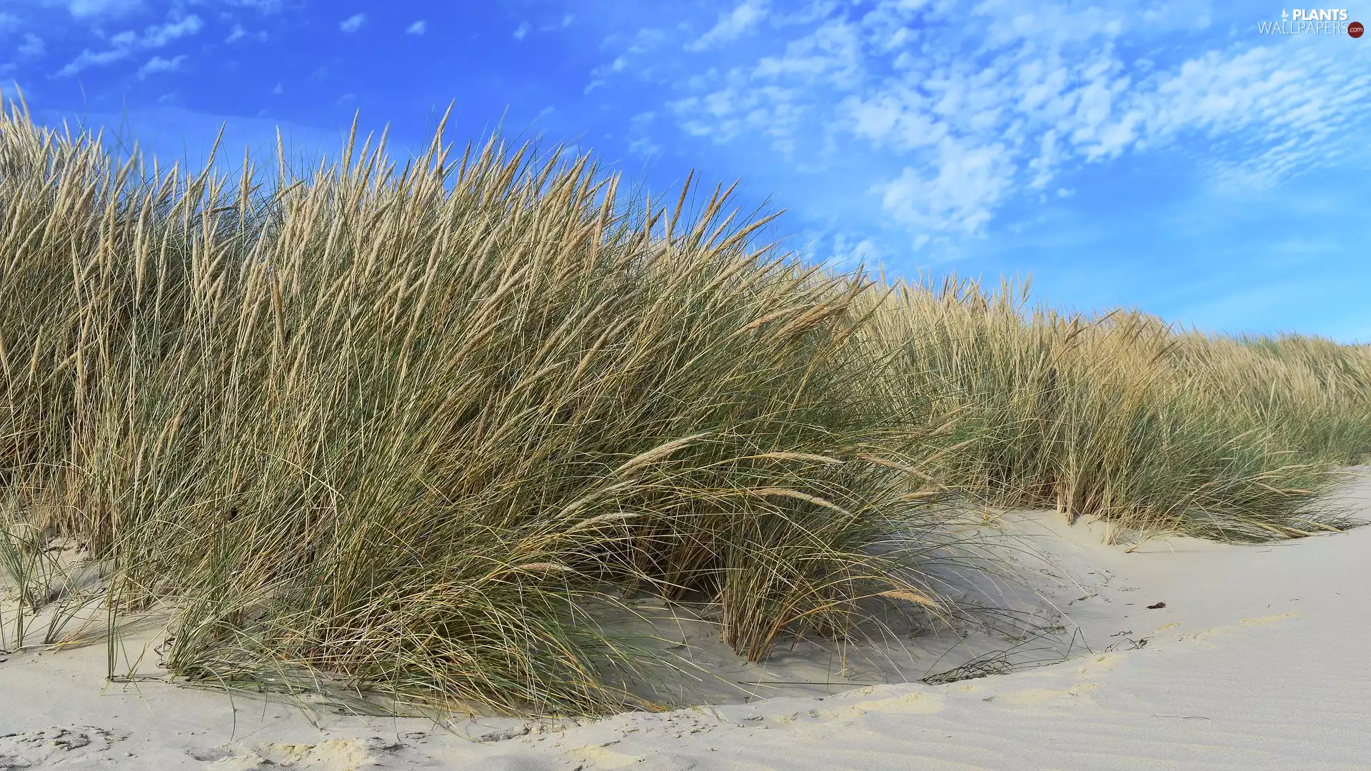 Dunes, Sand, Beaches, grass