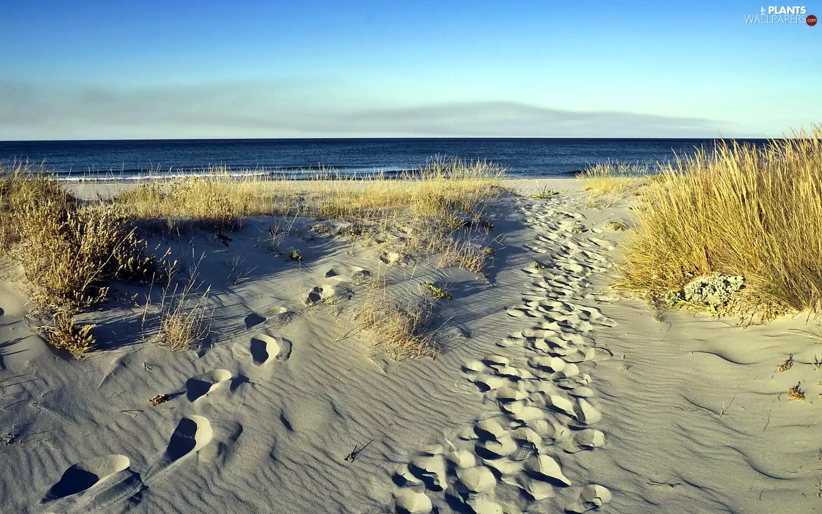 grass, sea, Dunes