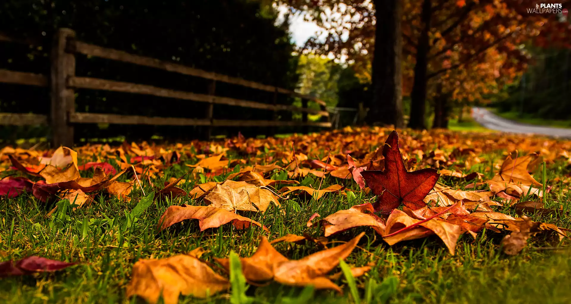 Leaf, grass, fallen, Autumn, Fance