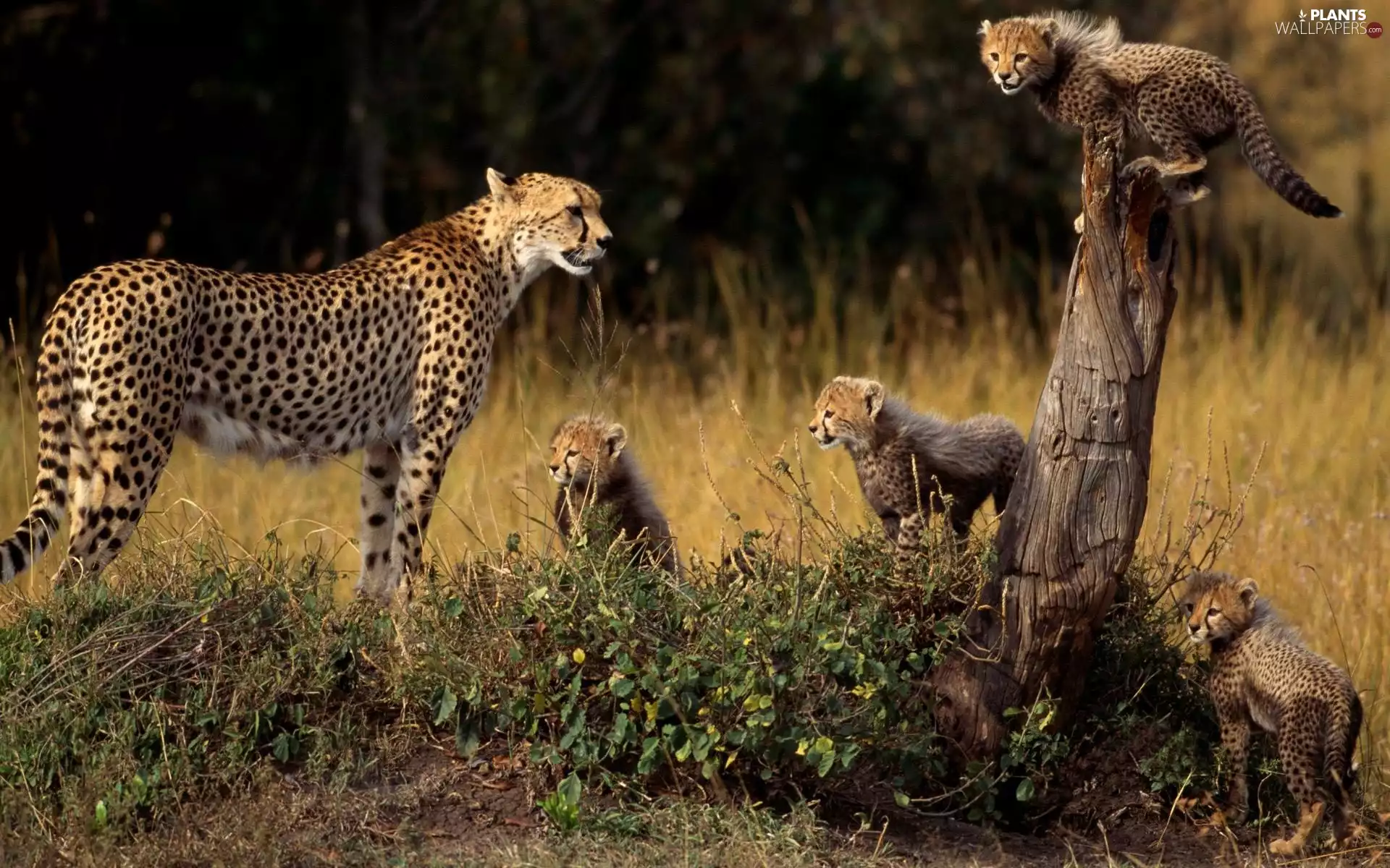 grass, Cheetah, Family