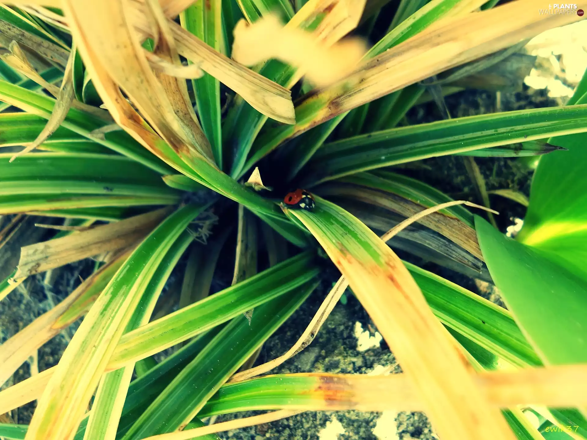 grass, ladybird, fancy
