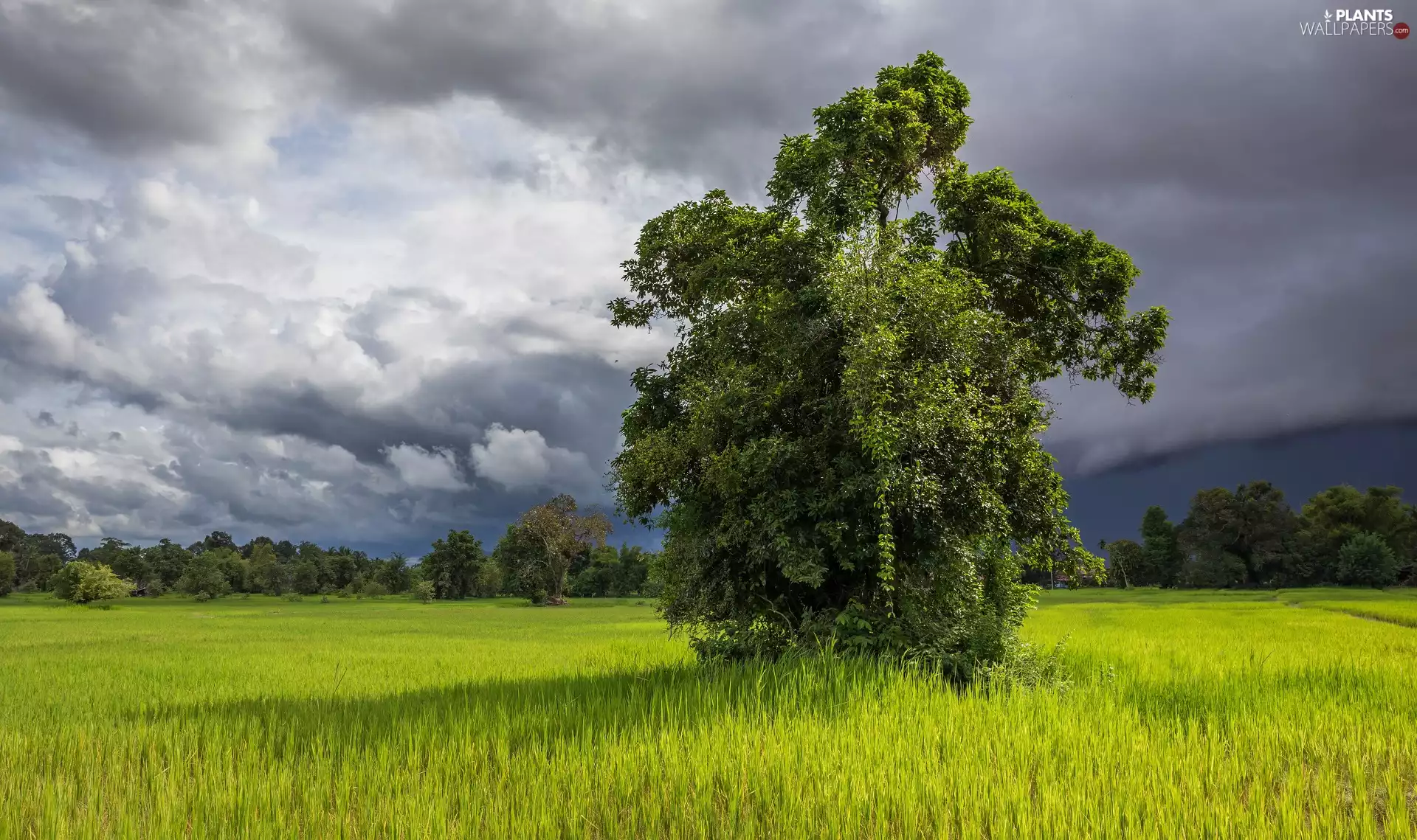 viewes, grass, Field, trees, clouds