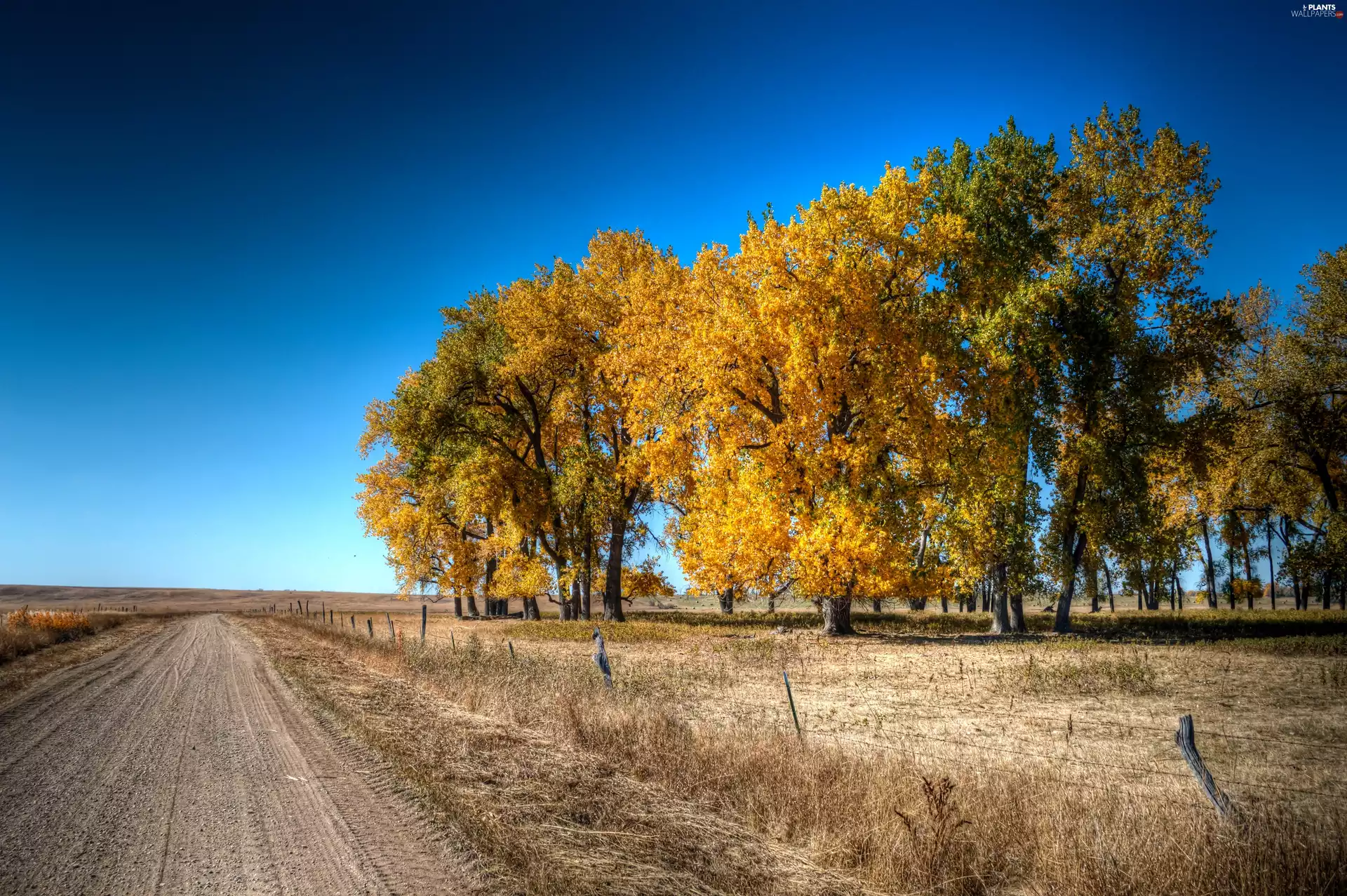 trees, autumn, dry, grass, viewes, Field