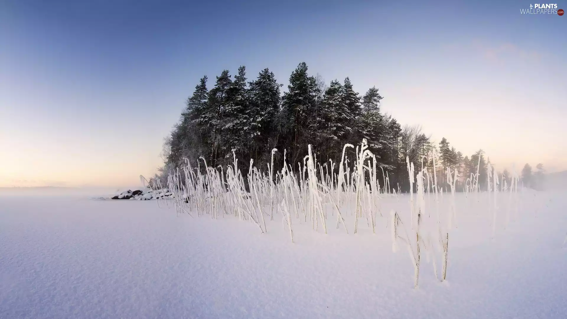 coppice, winter, viewes, grass, trees, Field