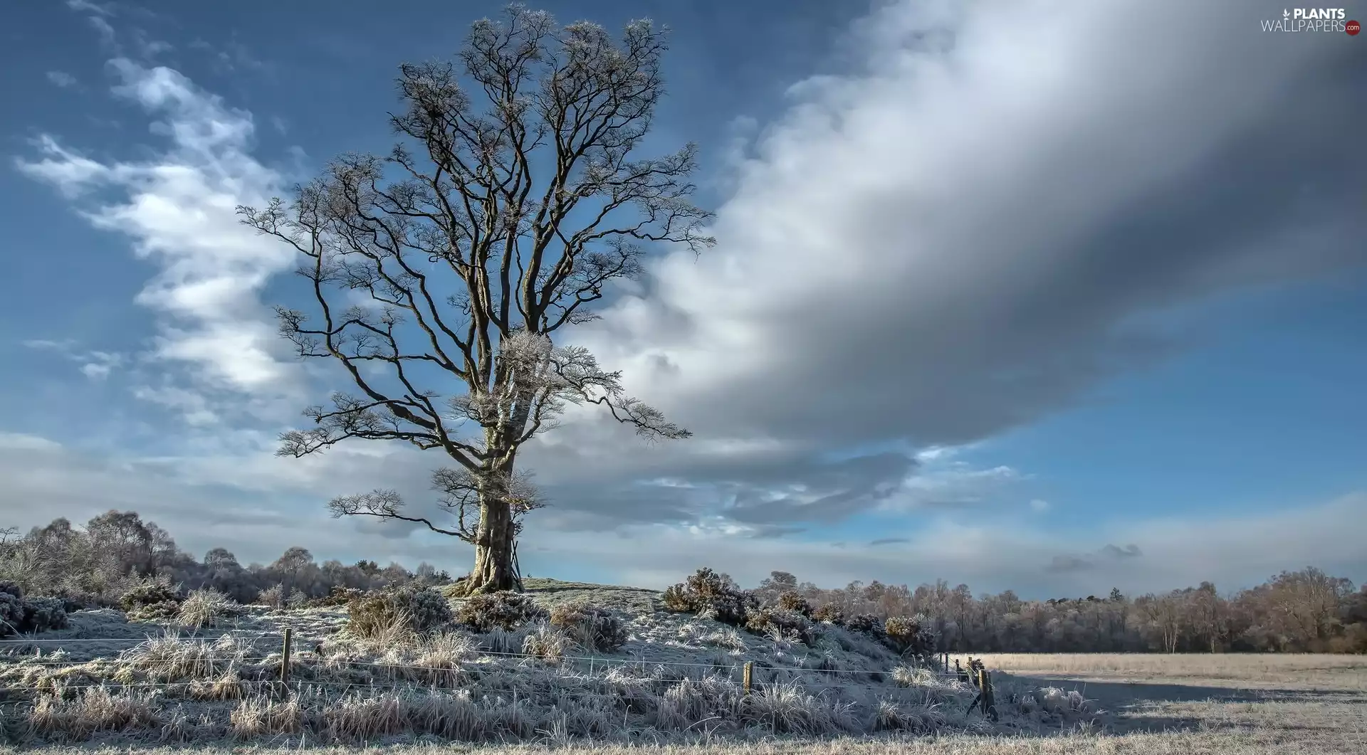 frosty, winter, viewes, grass, trees, Field