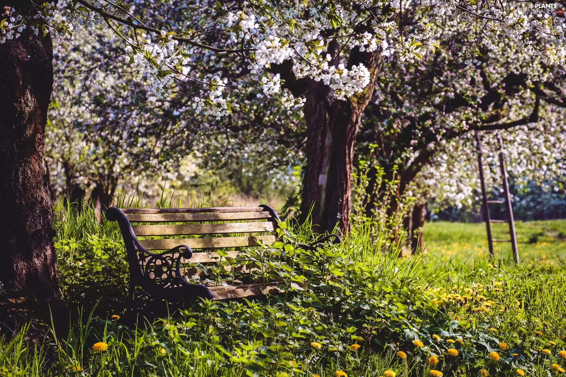 trees, orchard, Bench, grass, viewes, flourishing