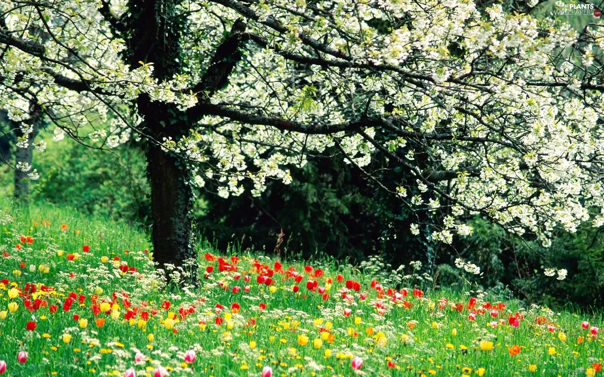 Flowers, grass, flourishing, trees, Spring