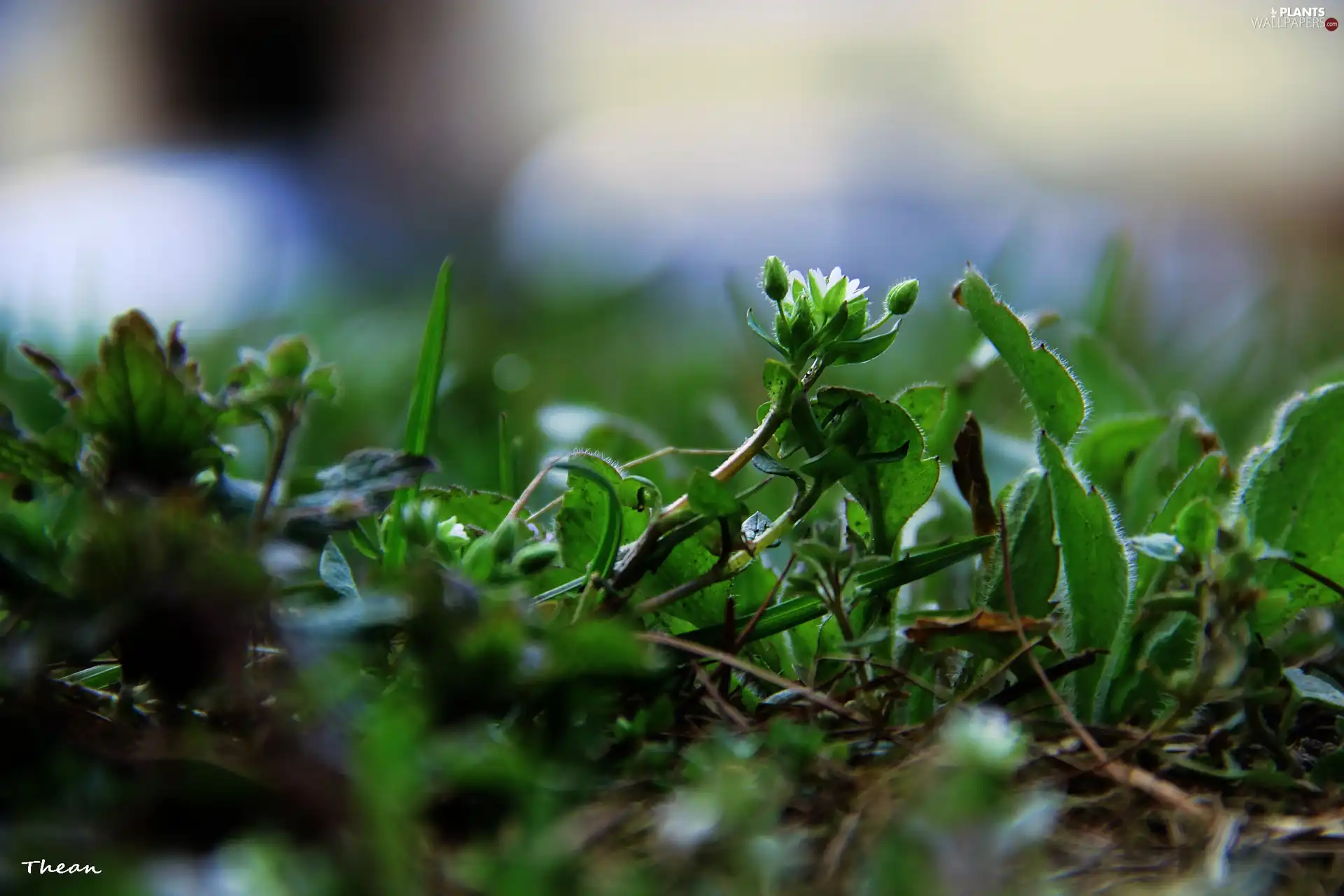 grass, Little, Flower