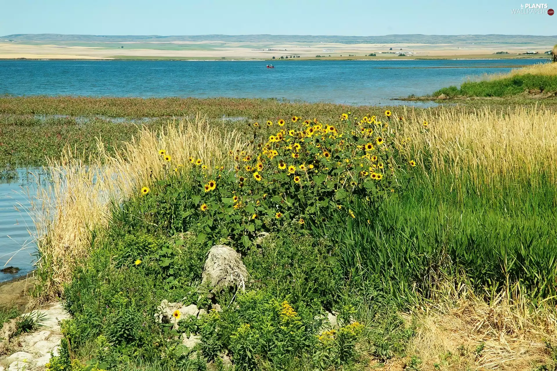 grass, lake, Flowers