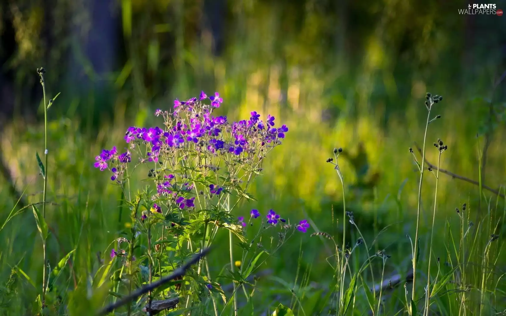 grass, Meadow, Flowers