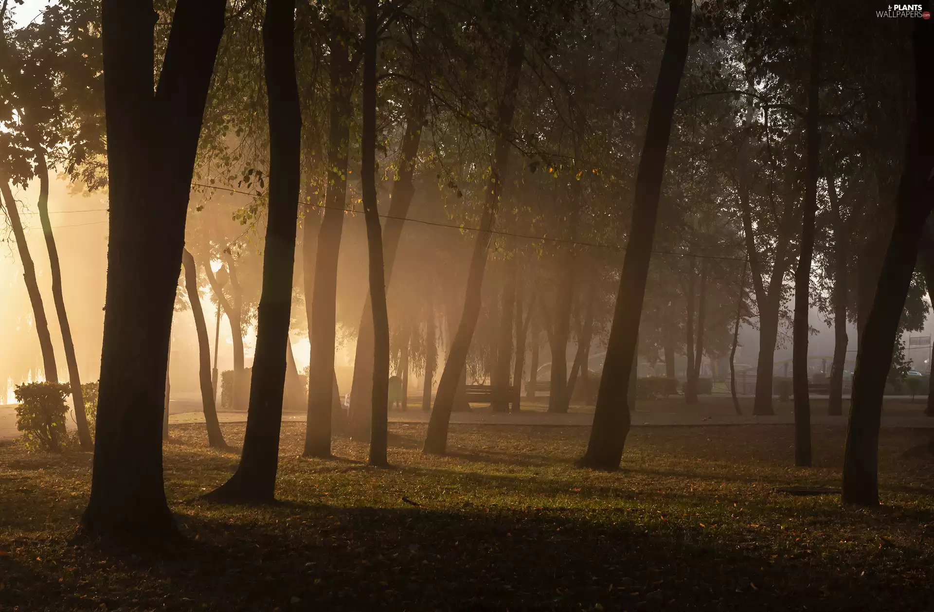 trees, Park, bench, grass, viewes, Fog