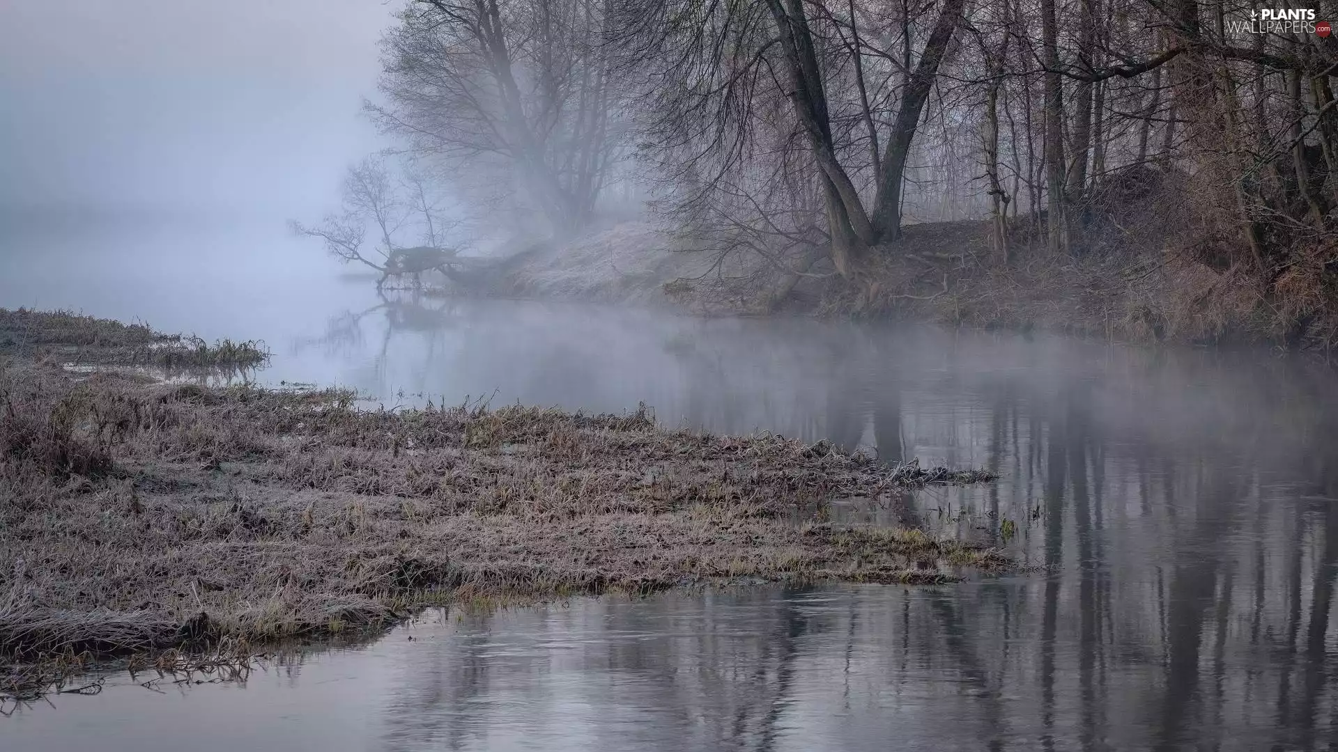 trees, River, frosted, grass, viewes, Fog