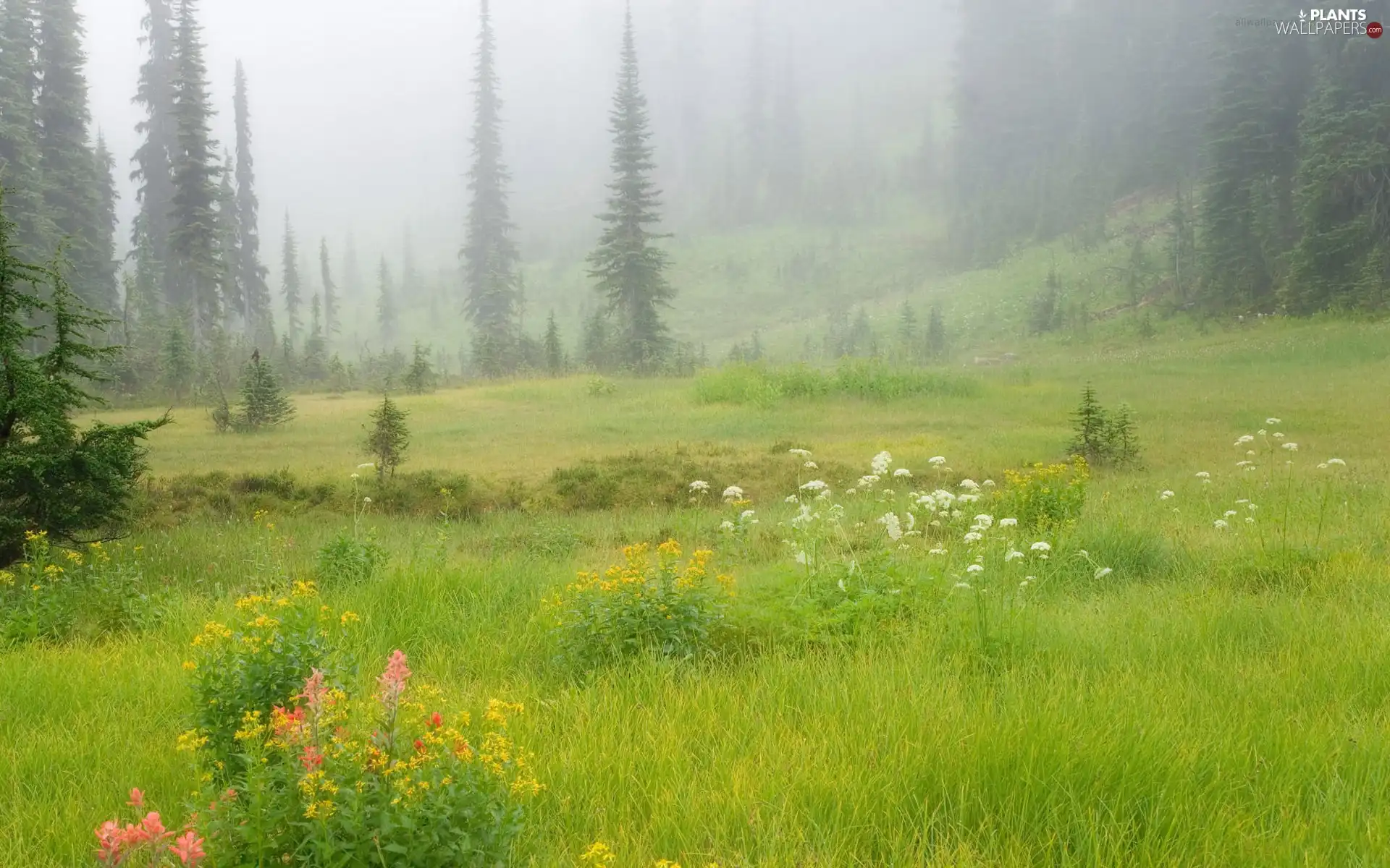 Flowers, trees, summer, viewes, Meadow, grass, Fog