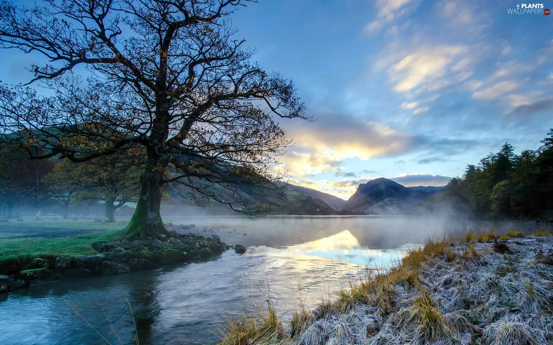 River, Mountains, dry, grass, Fog, forest