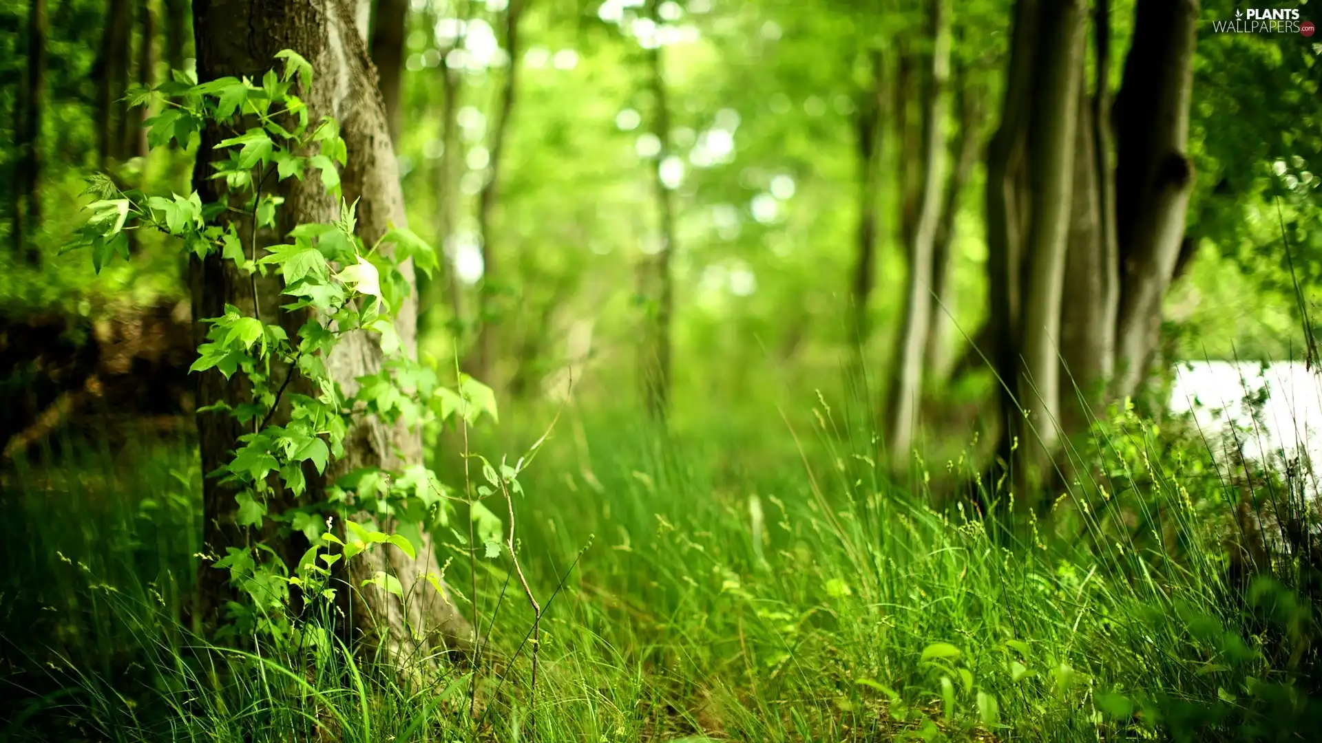 grass, forest, viewes, Stems, trees