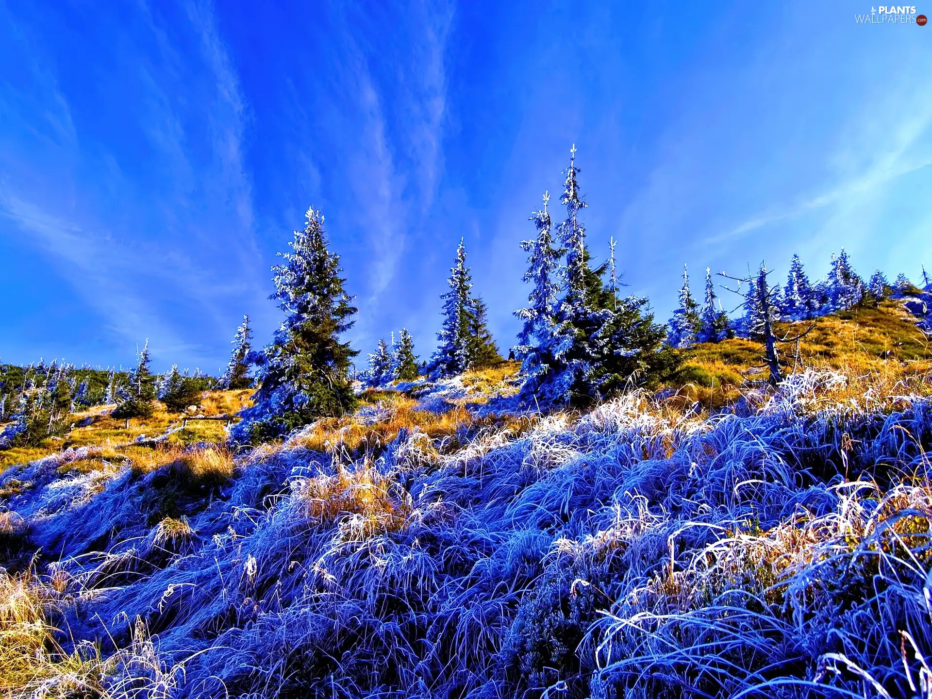 White frost, Christmas, grass