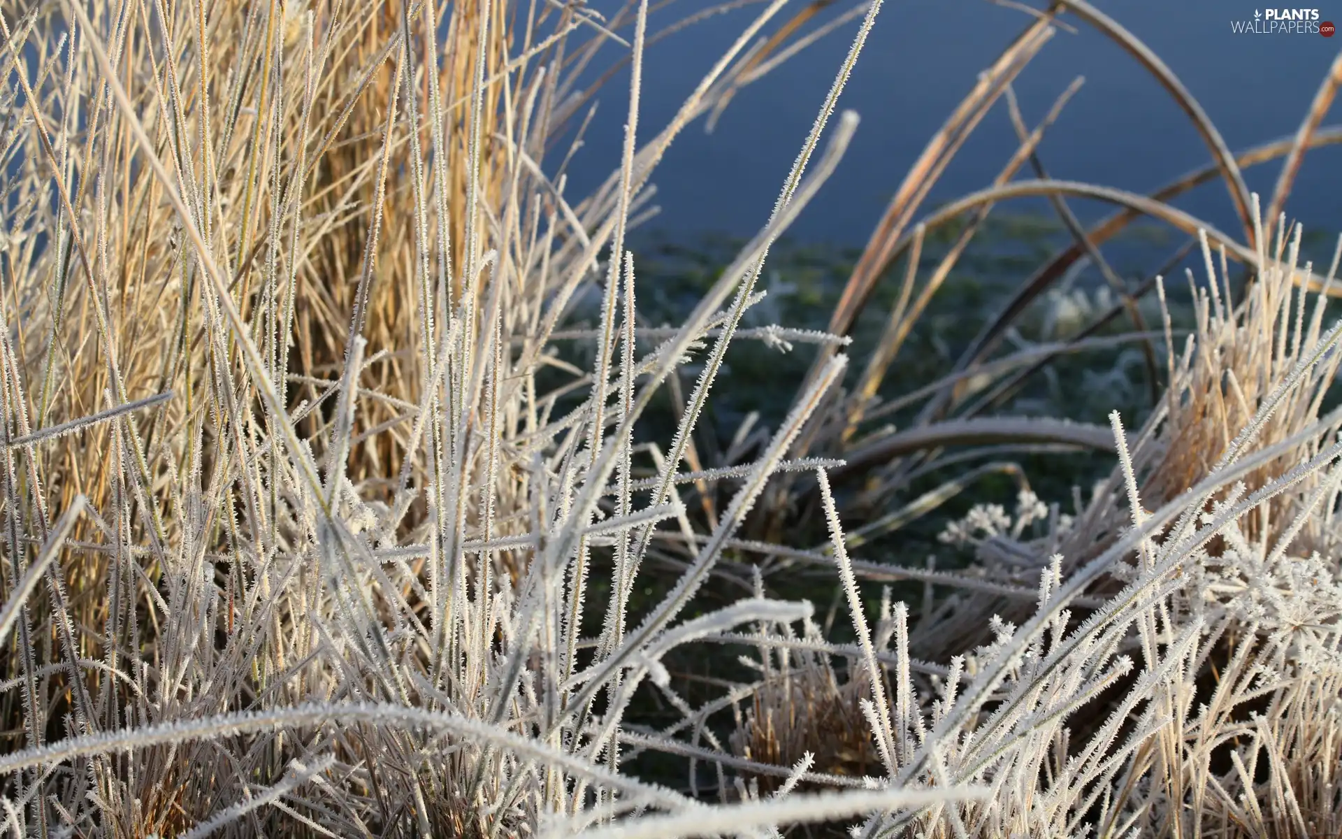 frosted, grass