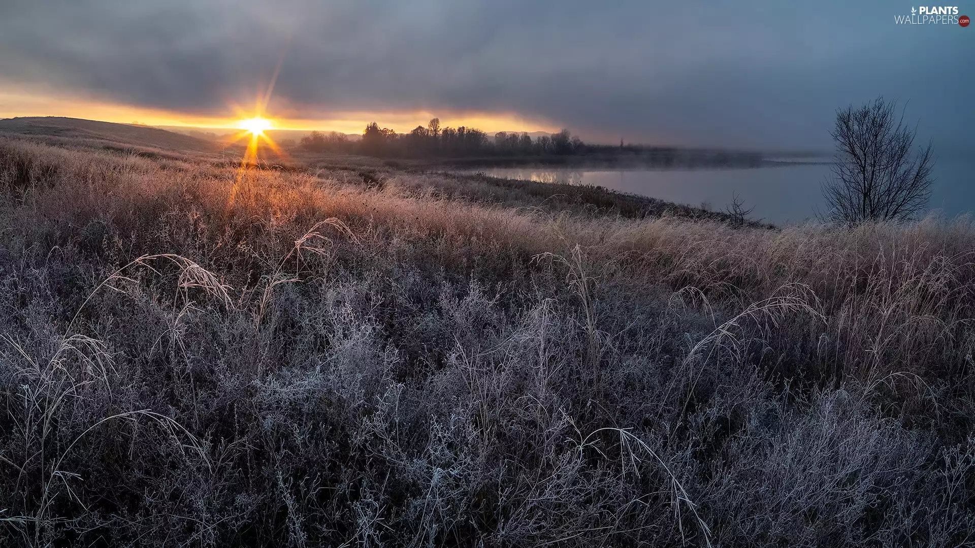 frosty, lake, Sunrise, grass