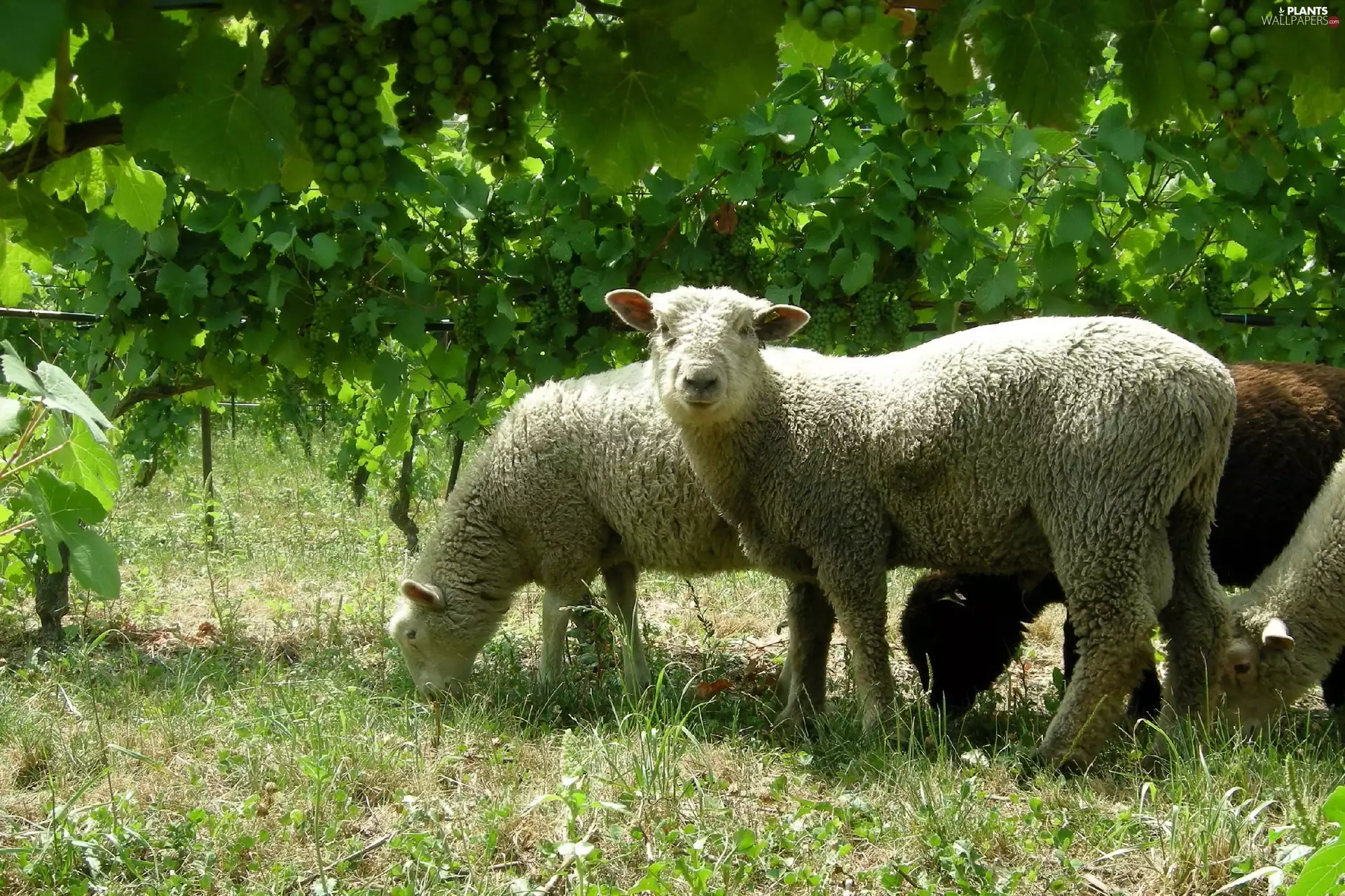 grape-vine, Sheep, grass