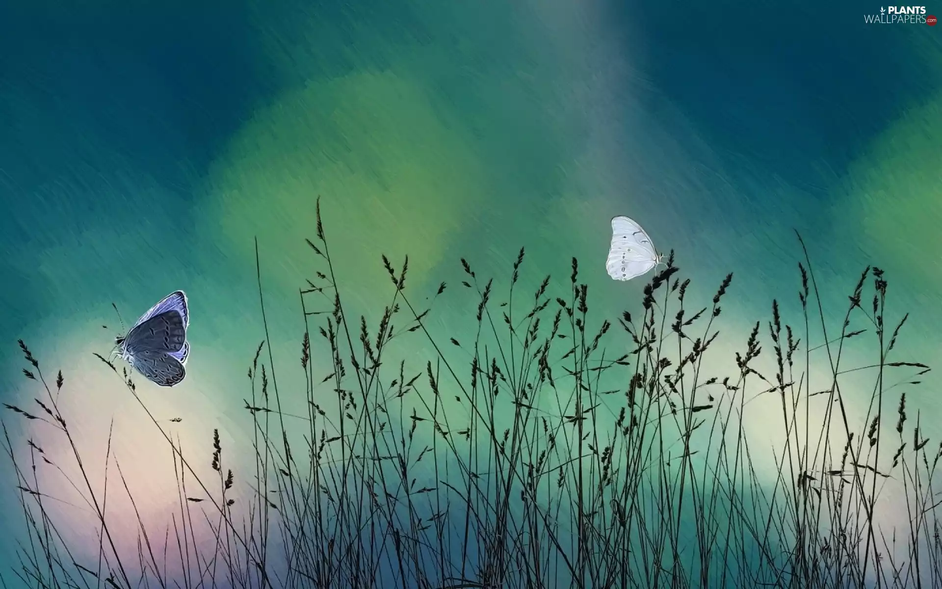 graphics, butterflies, butterfly, grass