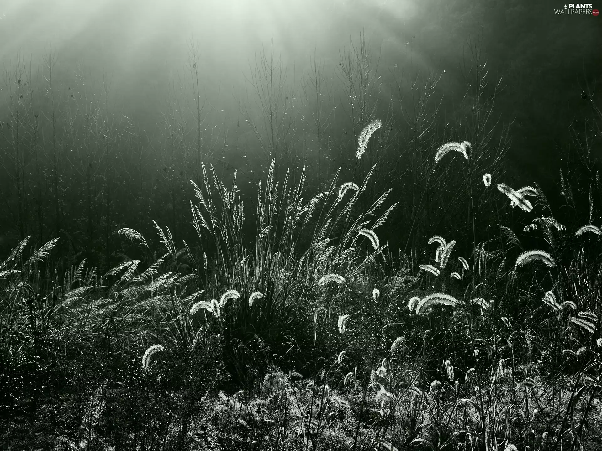 grass, Meadow, grass