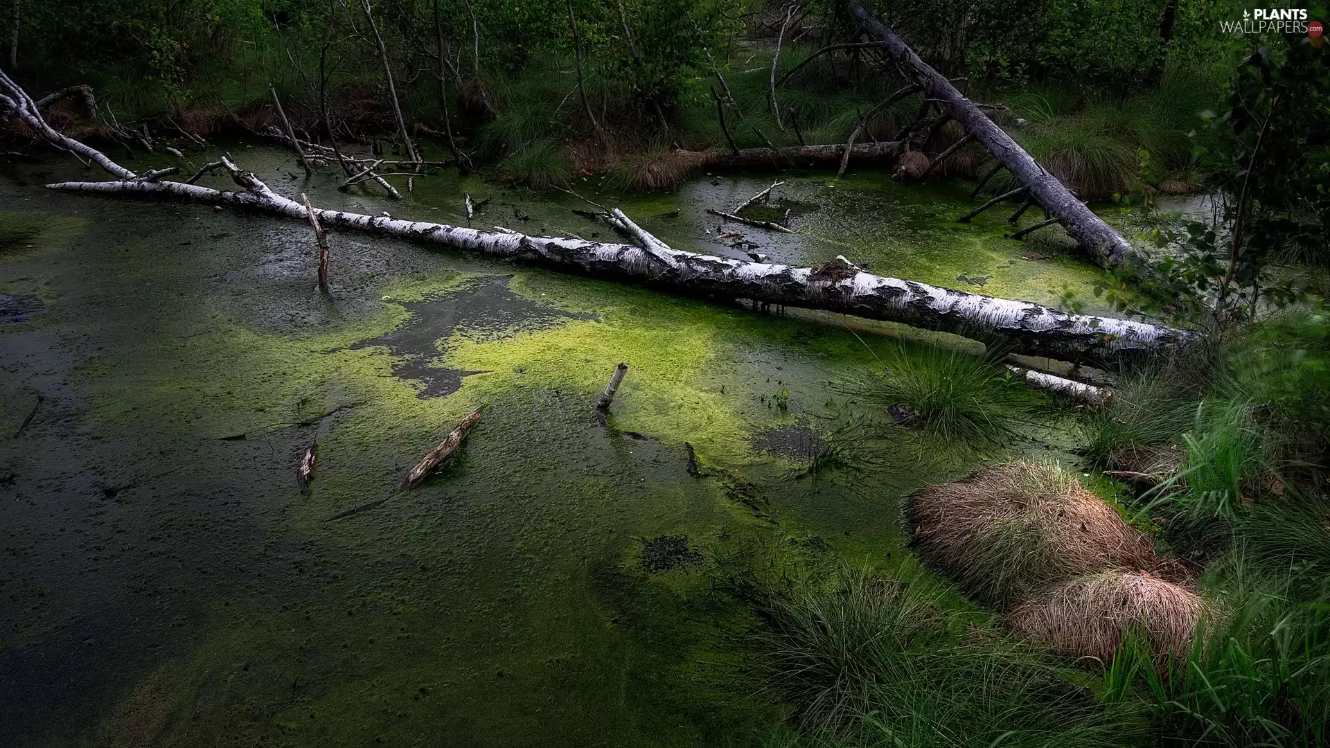 fallen, marshland, Tufts, grass, trees, grass