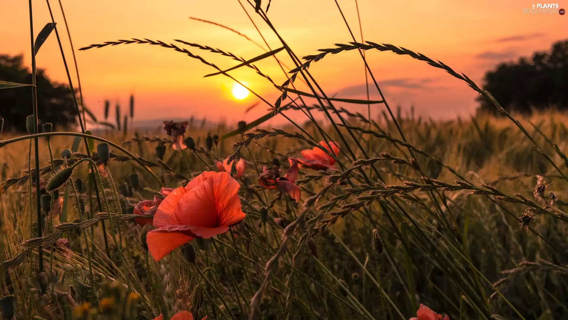 Great Sunsets, papavers, grass