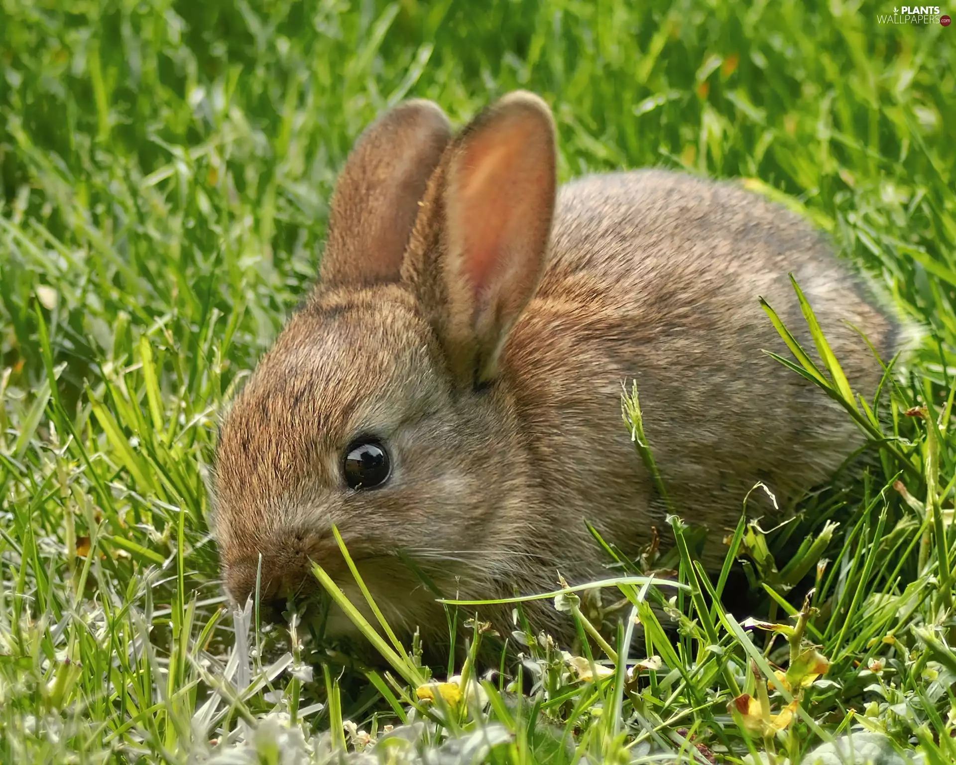 Green, small, Bunny, grass