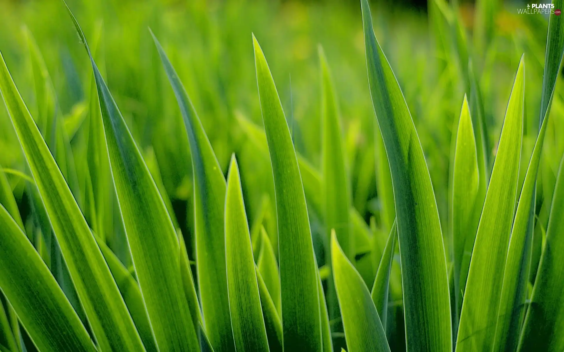 grass, juicy, Green