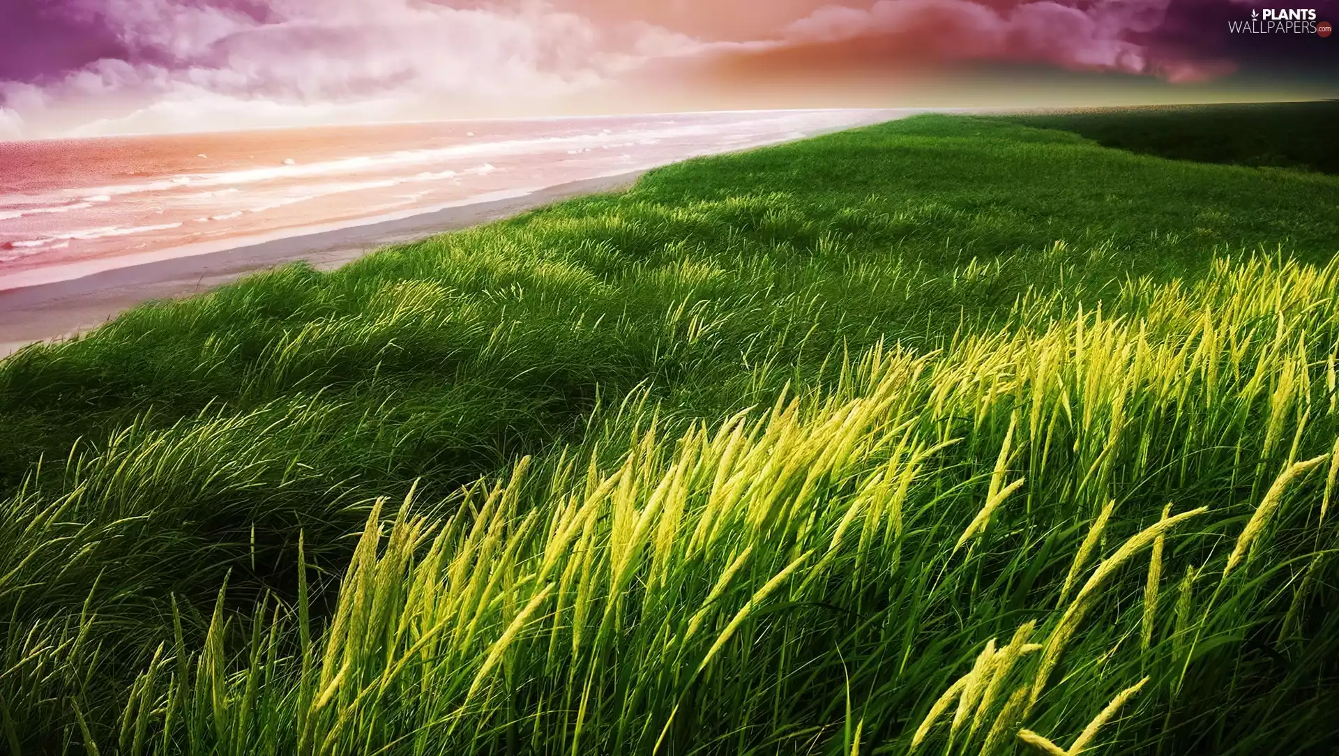 Green, coast, Sea, grass