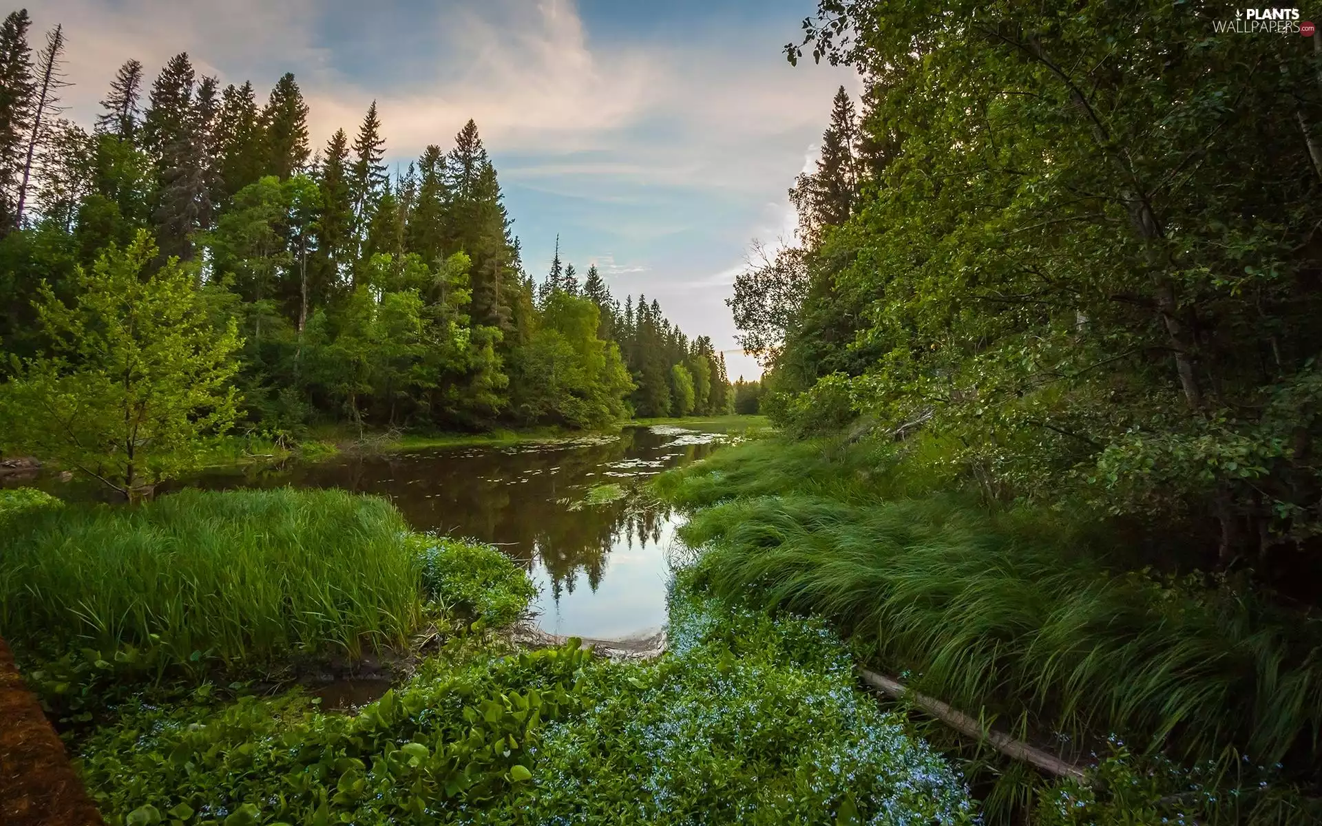grass, Plants, viewes, Pond - car, trees, forest, summer, green ones