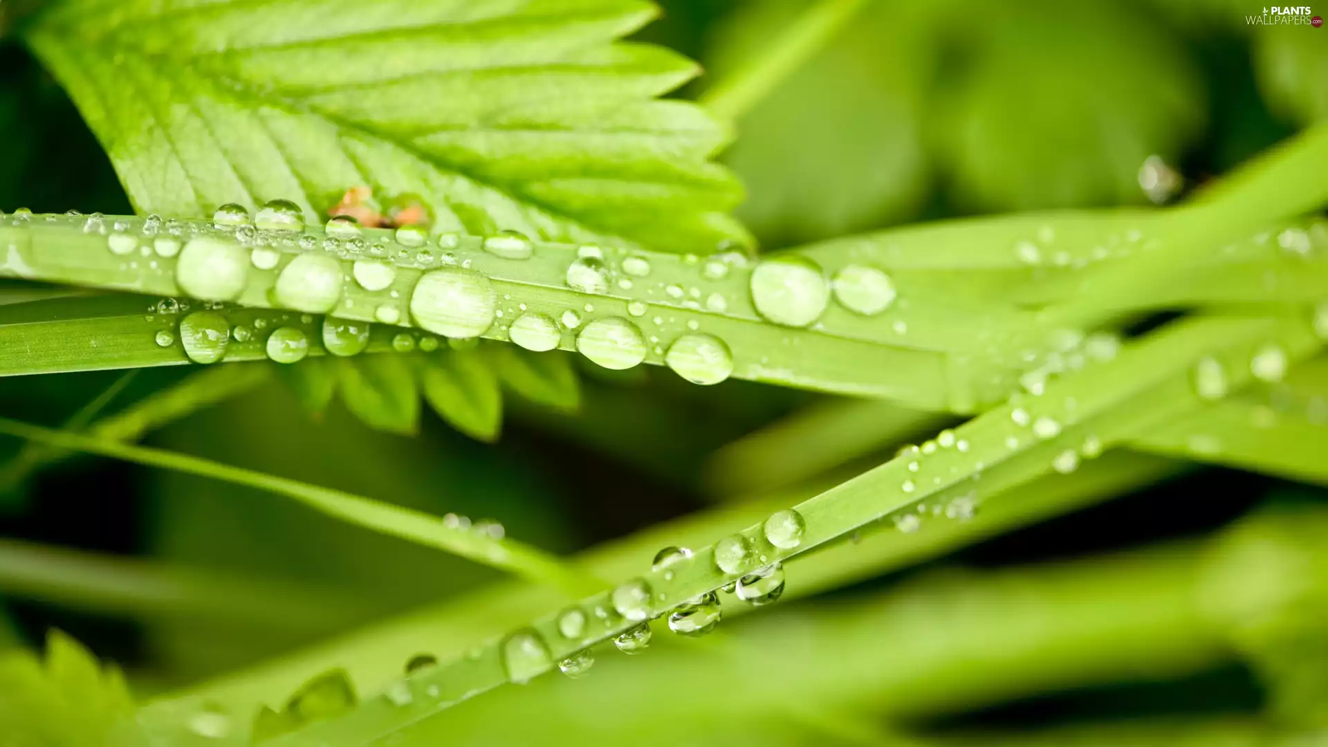 Green, drops, water, grass