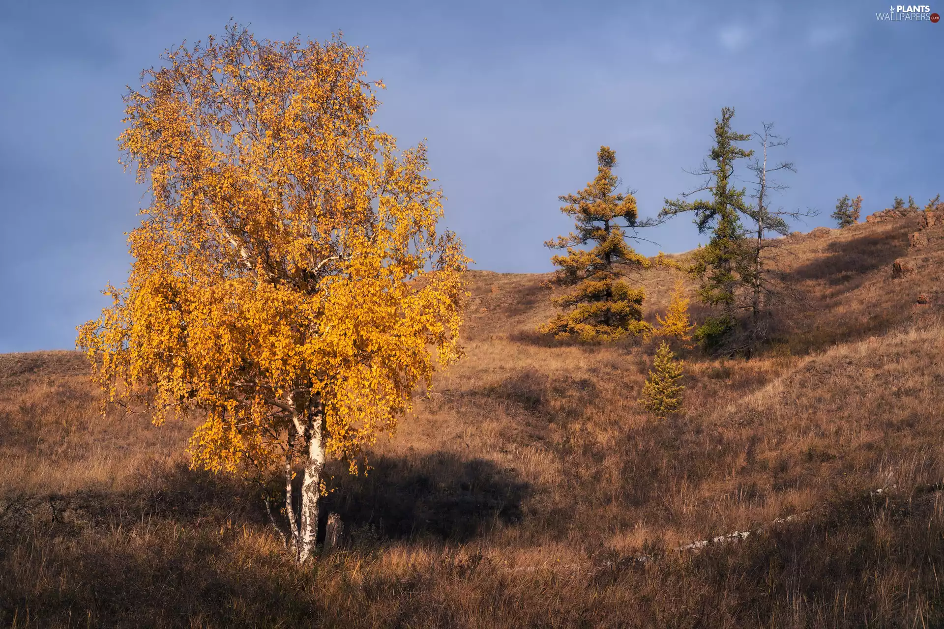 viewes, autumn, Hill, grass, birch-tree, trees