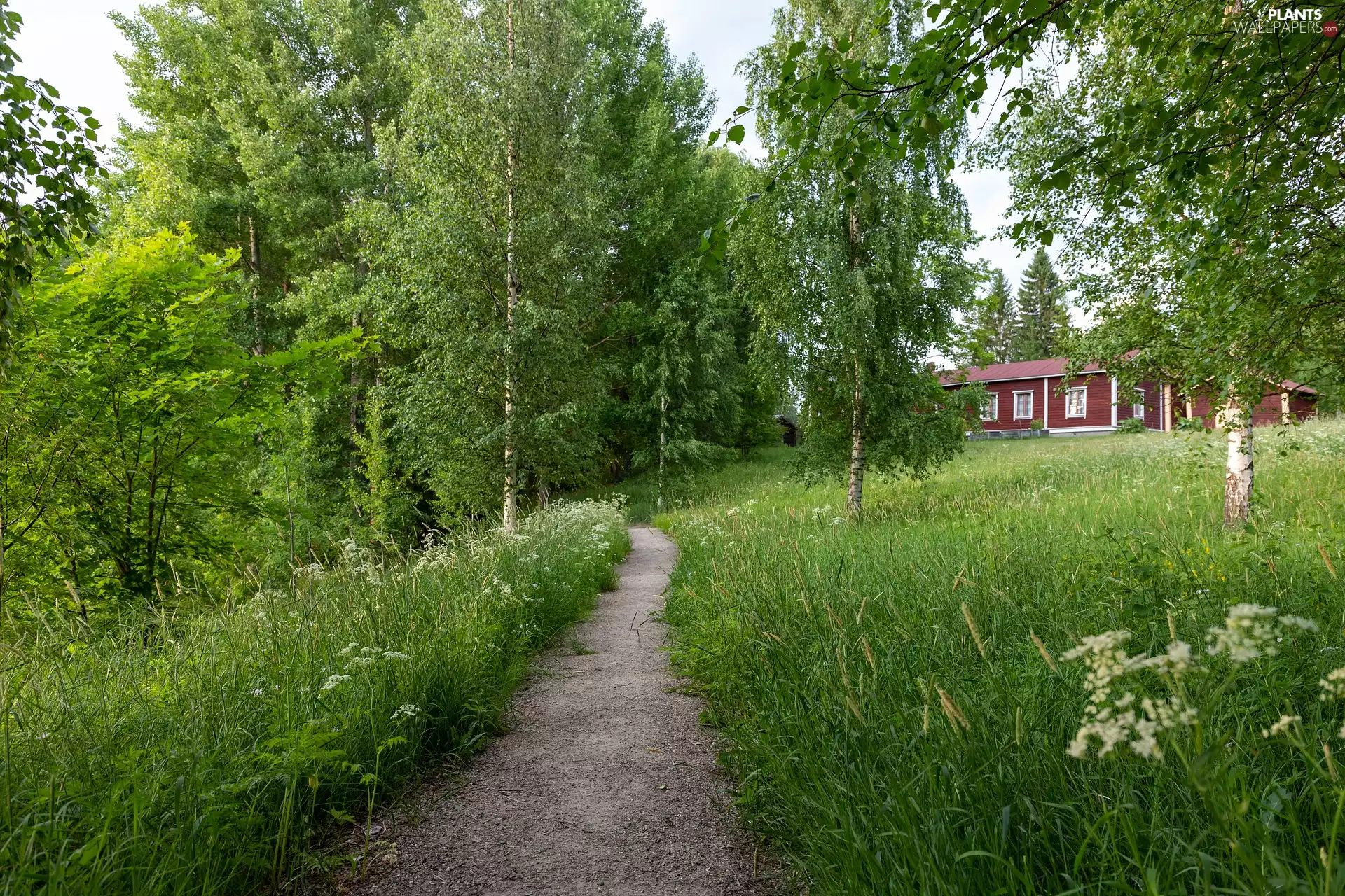 trees, summer, birch, grass, viewes, house