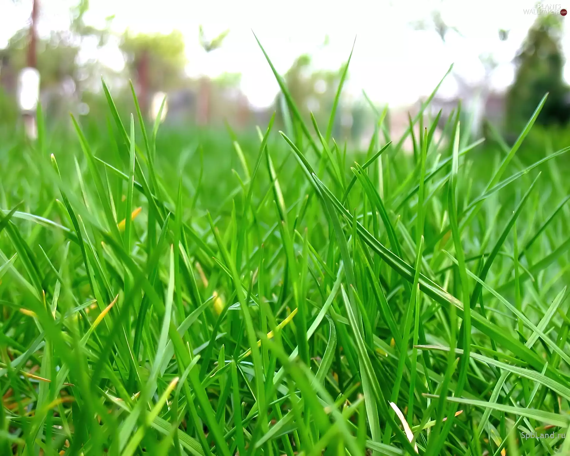 grass, Green, juicy