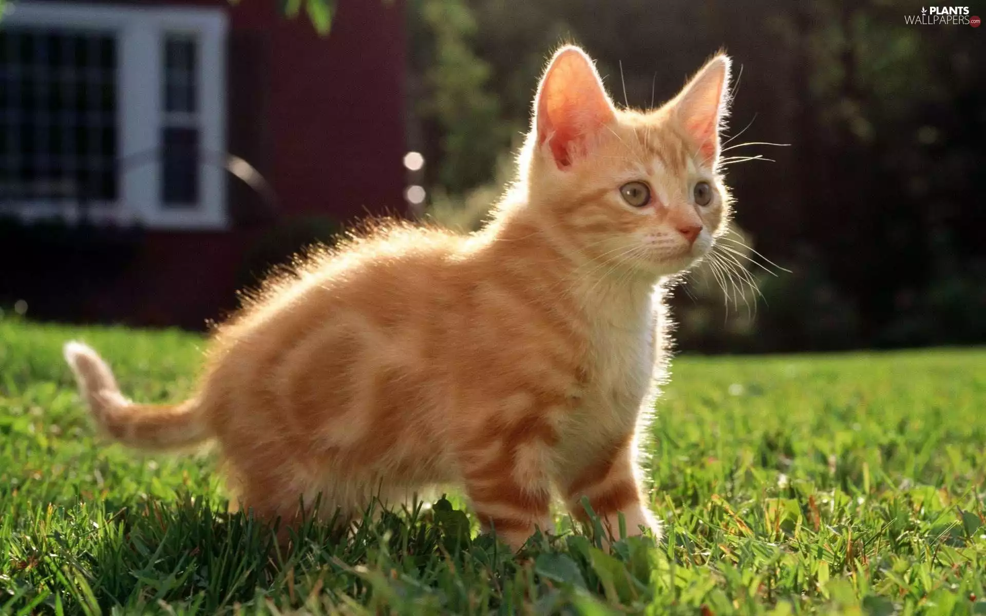 grass, ginger, kitten