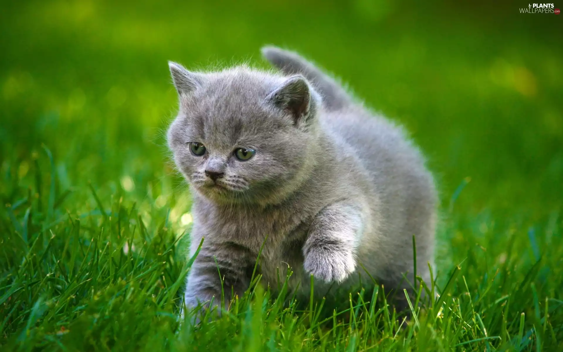 grass, small, kitten