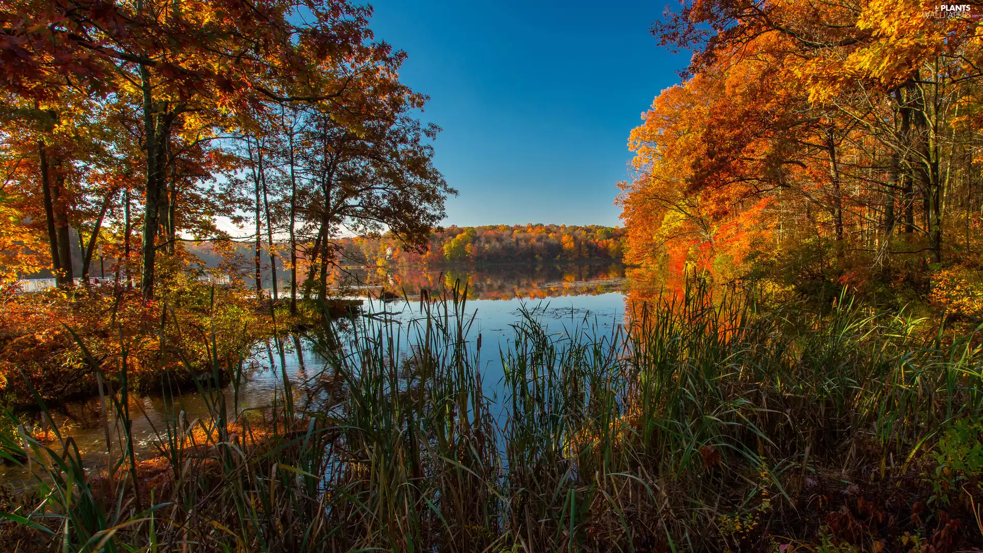 viewes, grass, lake, trees, autumn