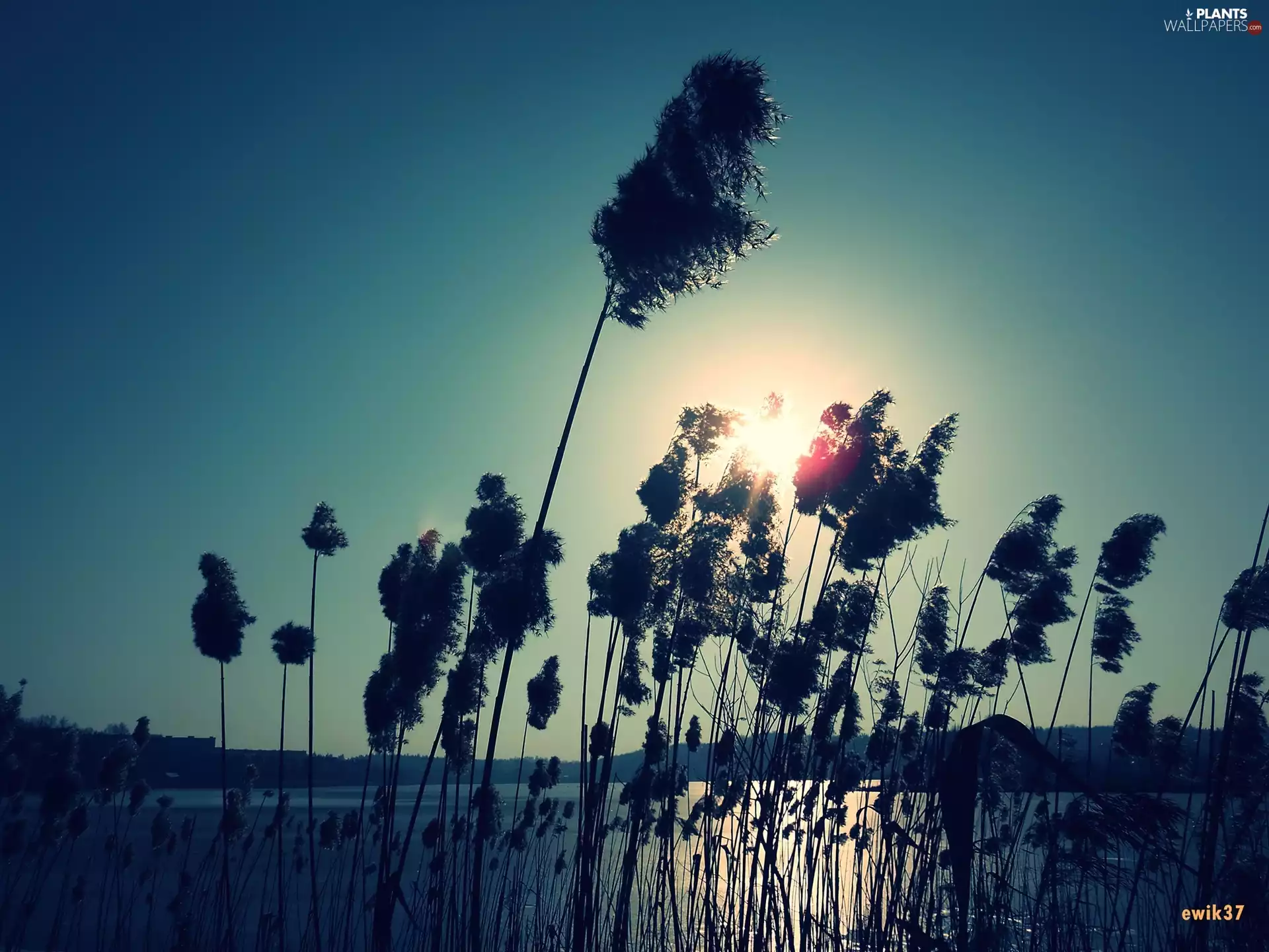 lake, sun, glamour, grass