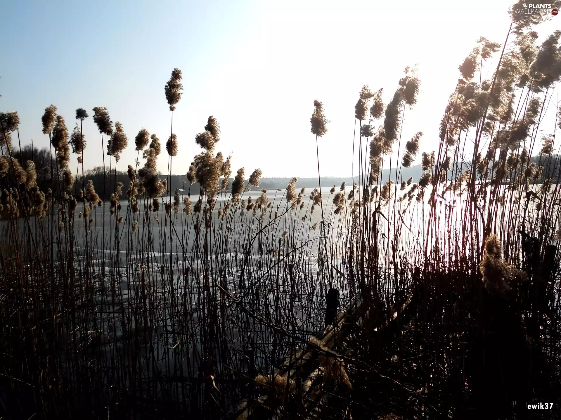 lake, water, sun, grass