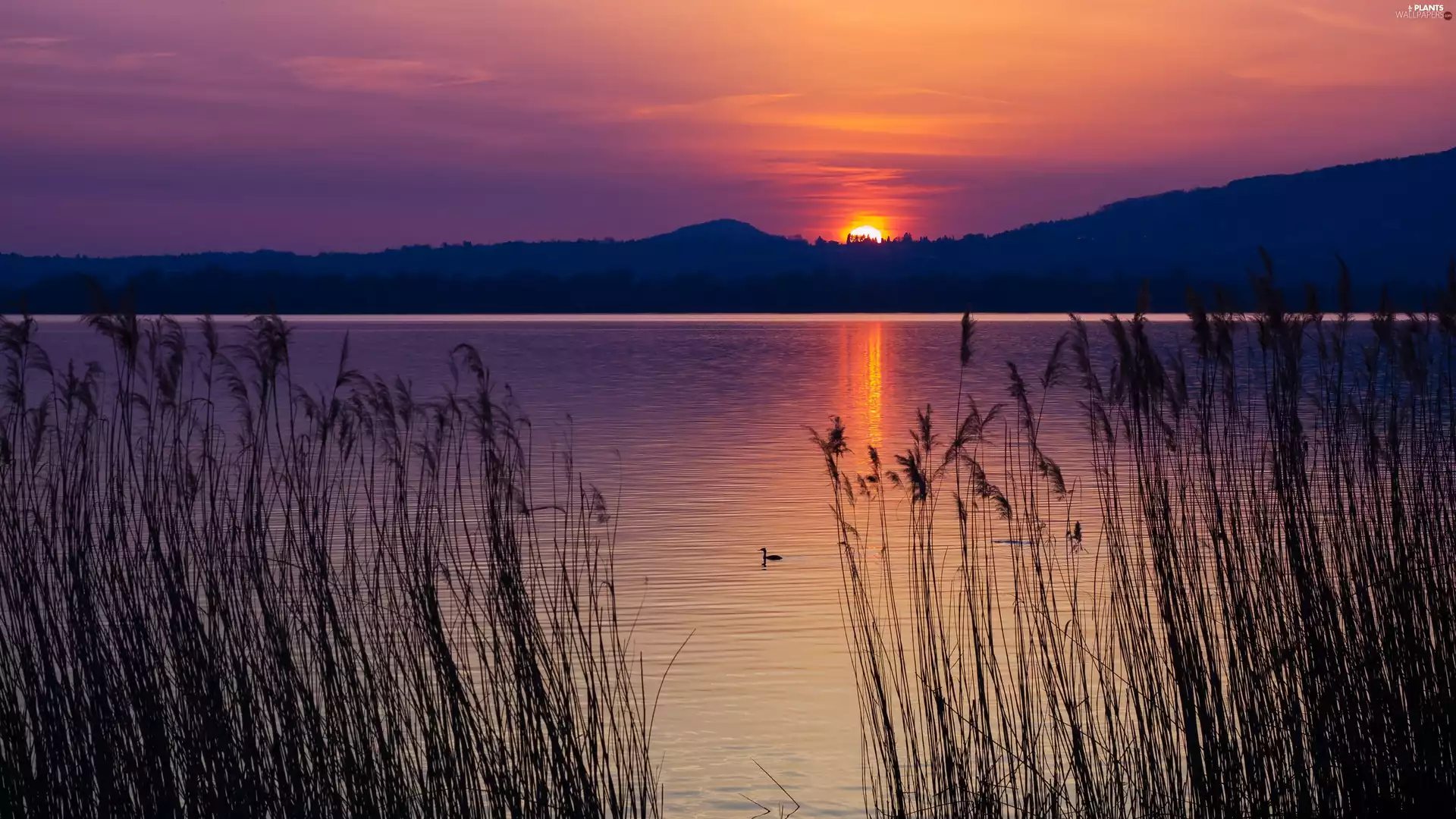 Mountains, Great Sunsets, grass, duck, lake
