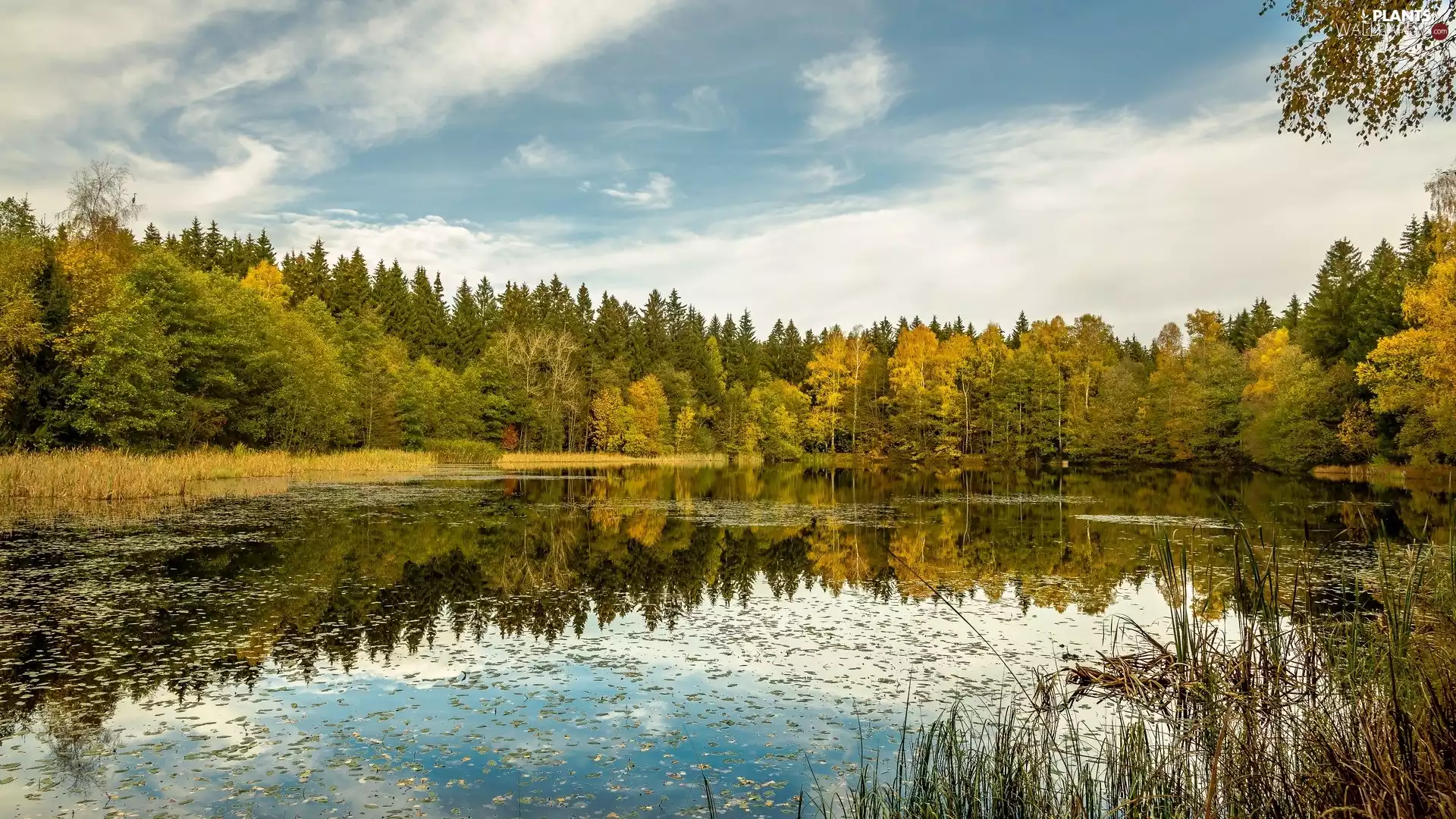 Yellow, autumn, viewes, grass, trees, lake