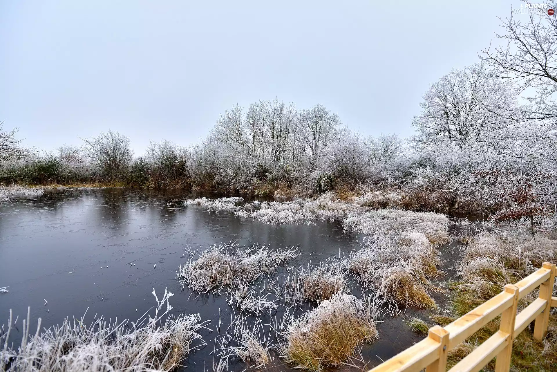 viewes, grass, lake, trees, winter