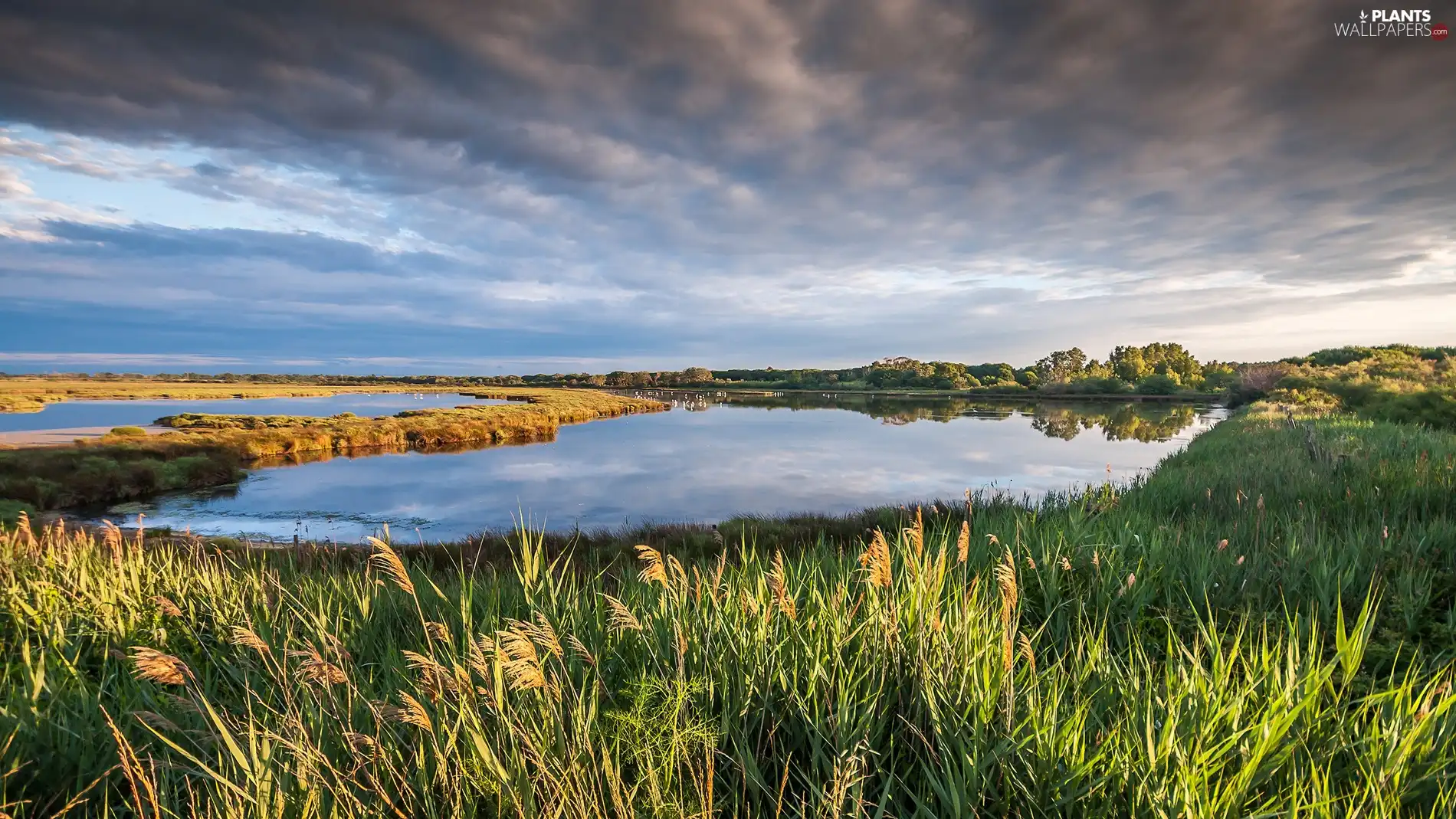 lake, grass