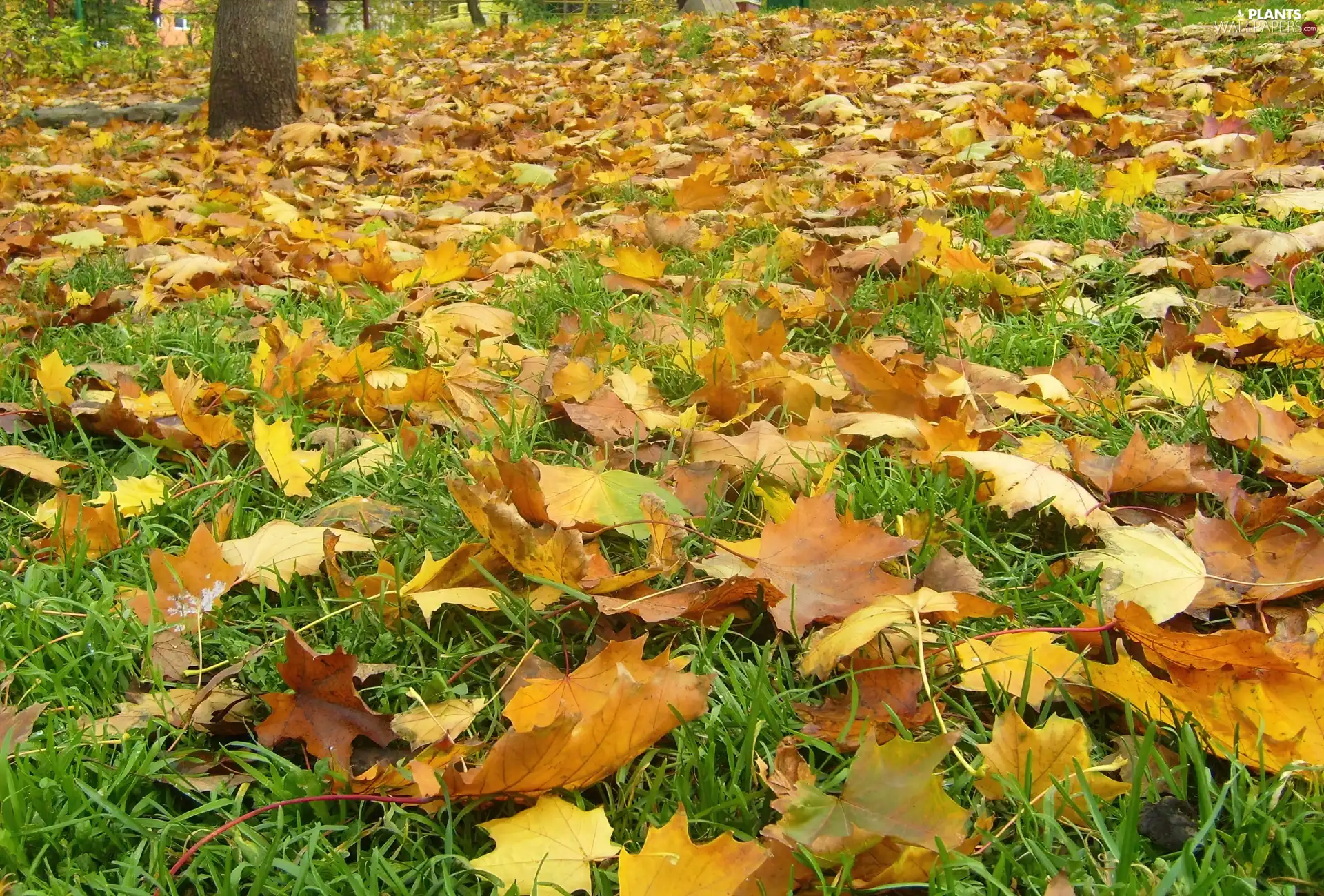 grass, Autumn, Leaf